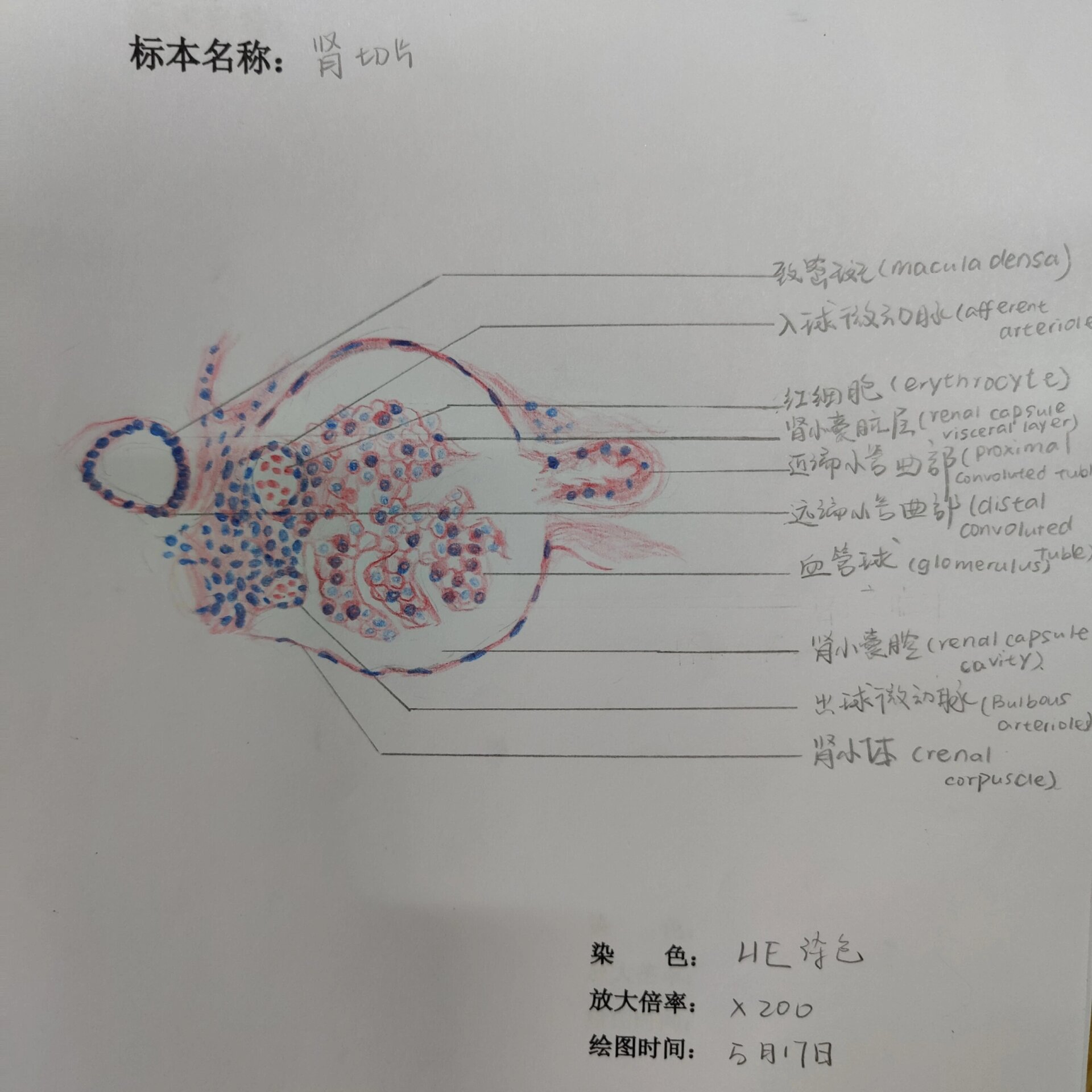 卵巢,睾丸,肾切片红蓝铅笔 画这些个图太不容易了,记录一下(6907