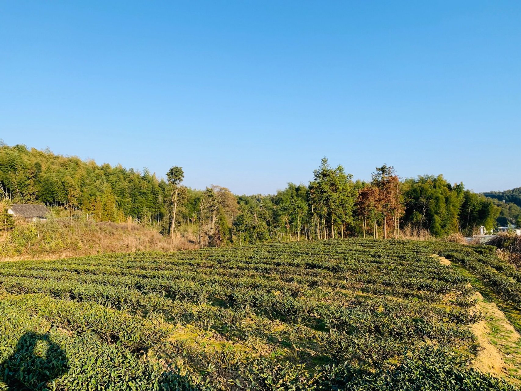 福鼎磻溪大洋山 海拔是真高 空气是真好 茶是真好茶