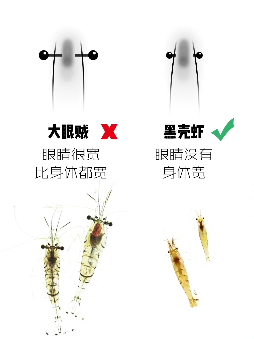 如何区分大眼贼与黑壳虾
