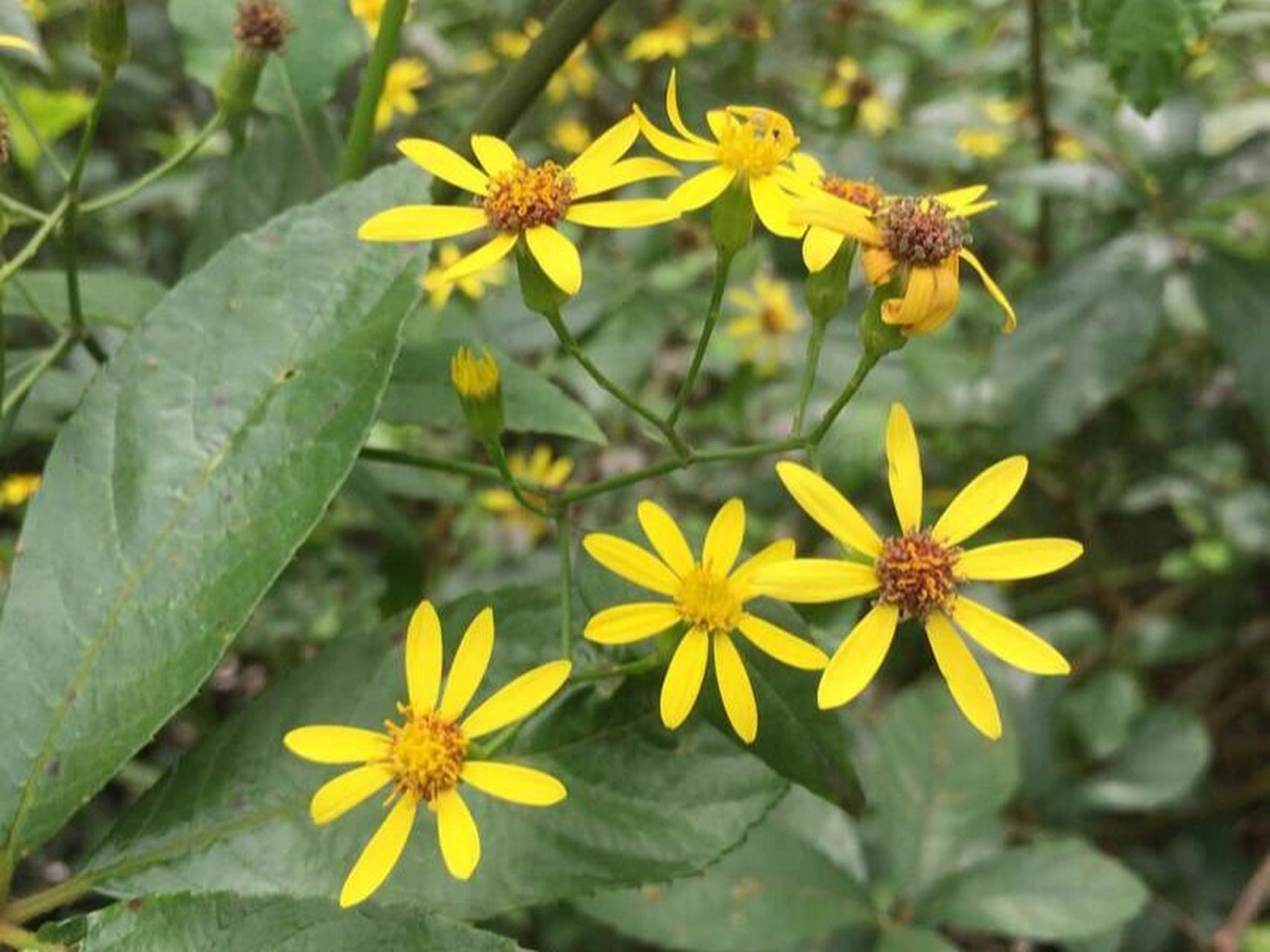 每日一花|千里光 千里光:是菊科,千里光属多年生攀援草本植物,根状茎