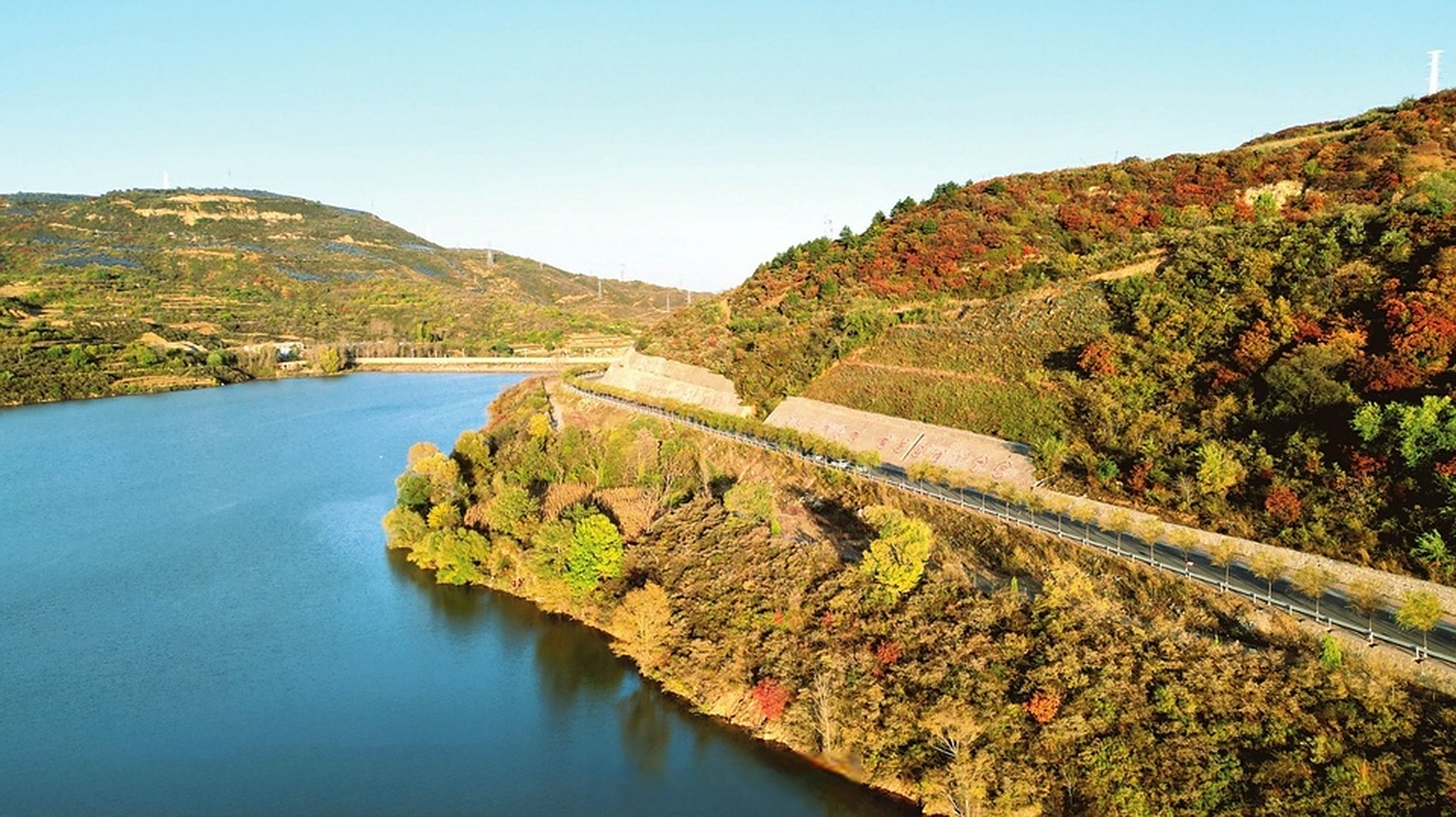 右玉县南山森林公园云团般的黄叶装扮了深秋,徜徉在金色的世界,柔软了