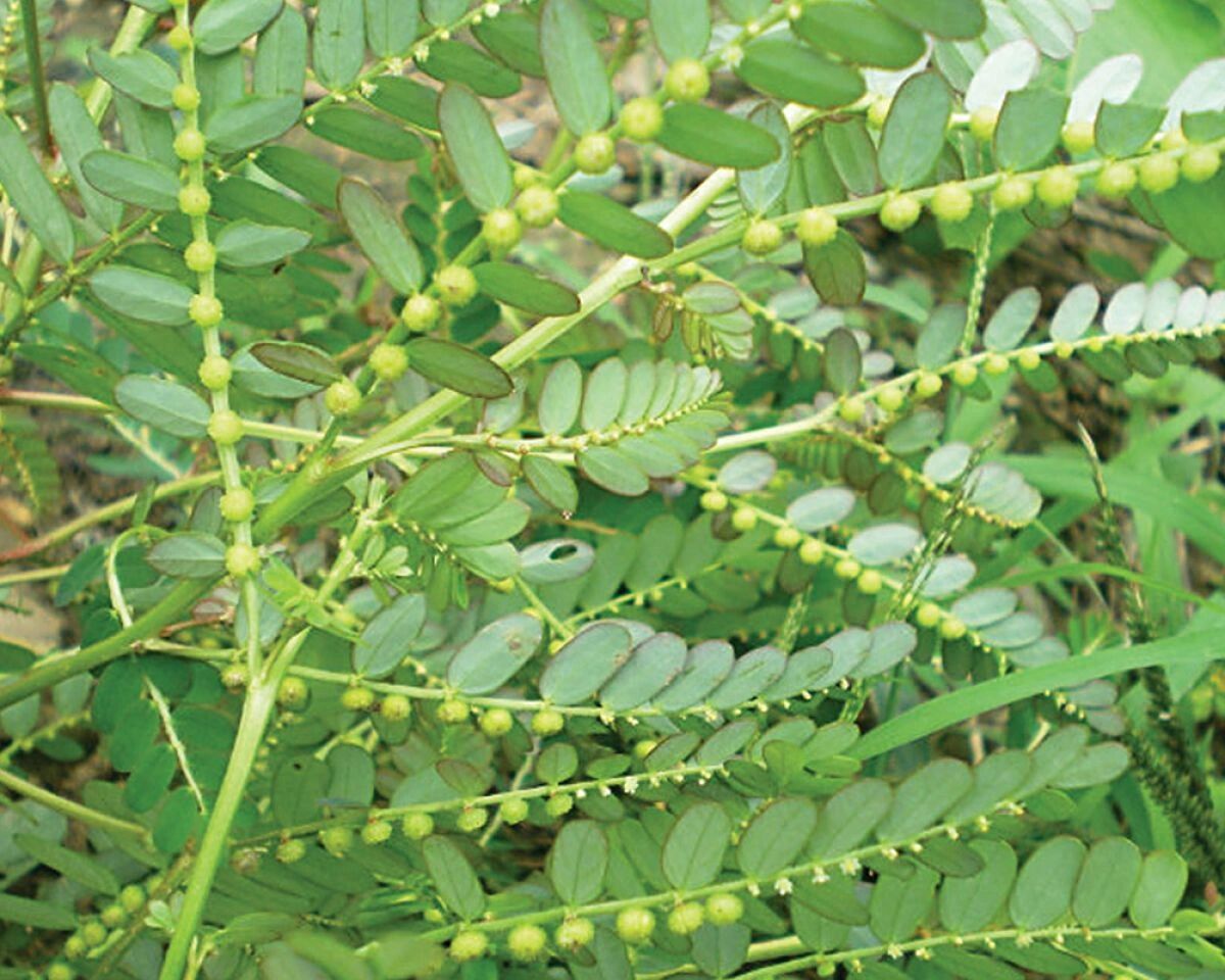 轻松学草药91 相信大家都看过叶下珠这个野草