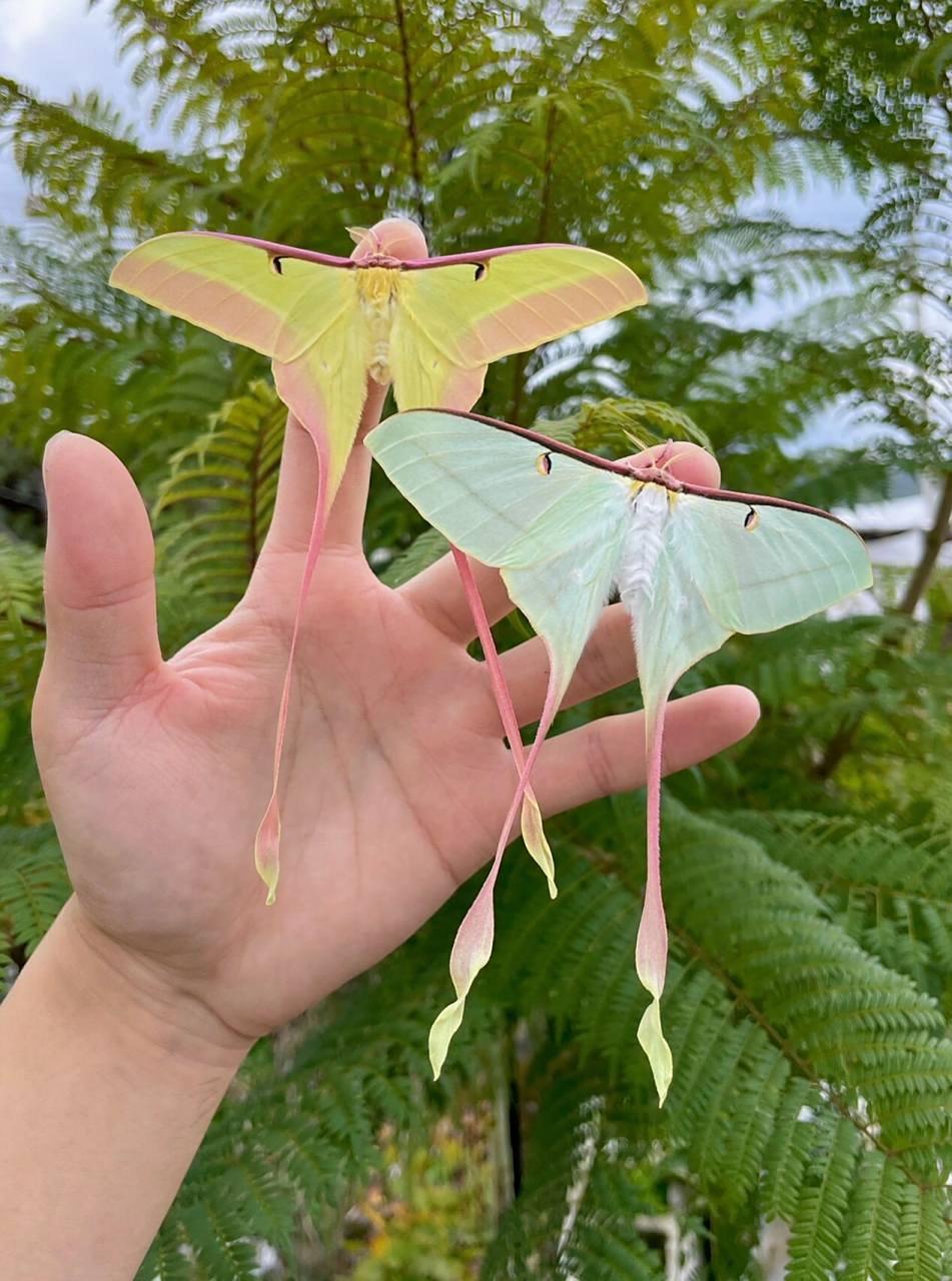 刚羽化的一对长尾大蚕蛾 这颜值谁能抗拒的了呢?