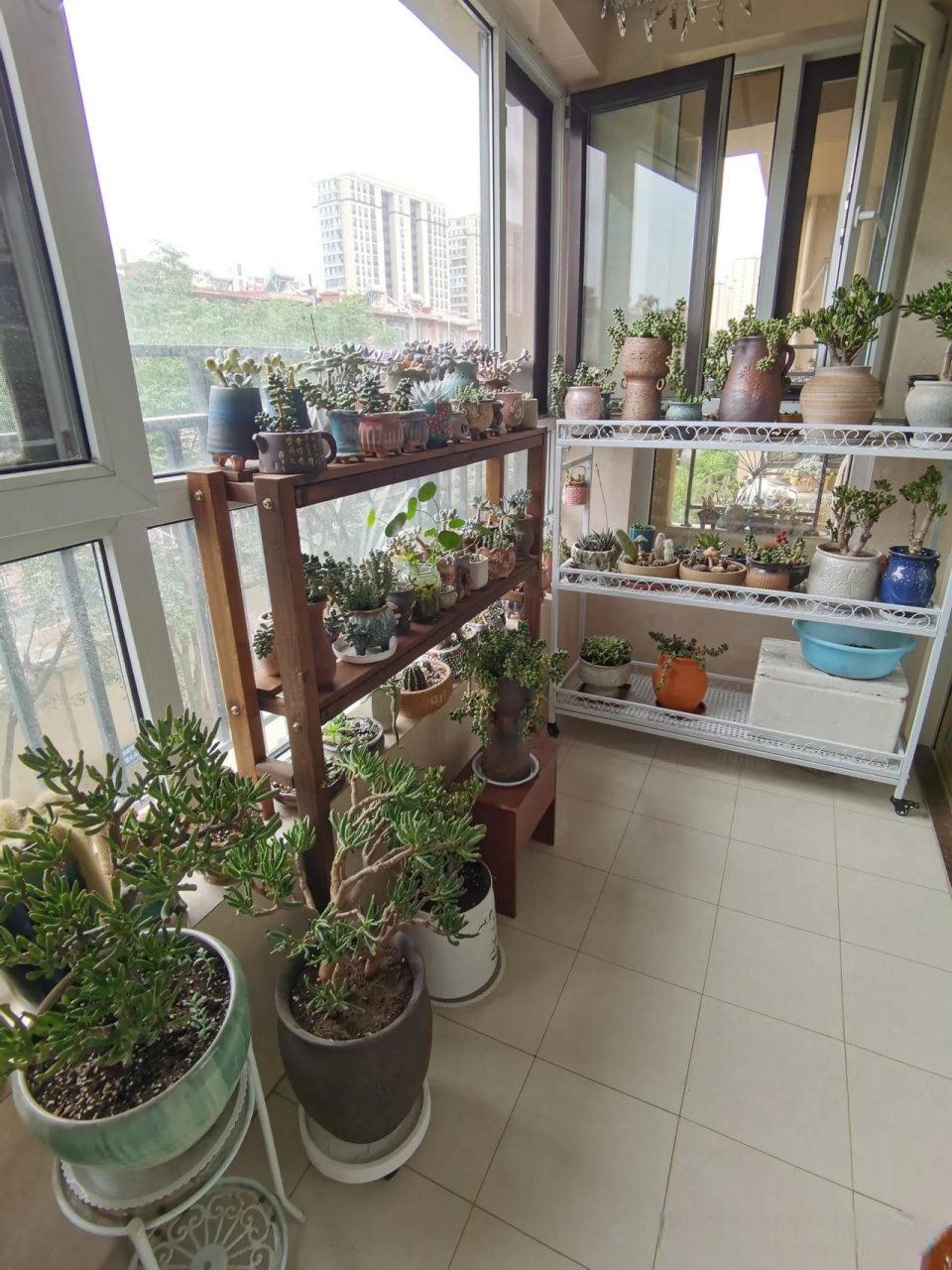 阳台养花党  我的阳台 一次又一次的变化 以后得减少多肉的数量 哪天