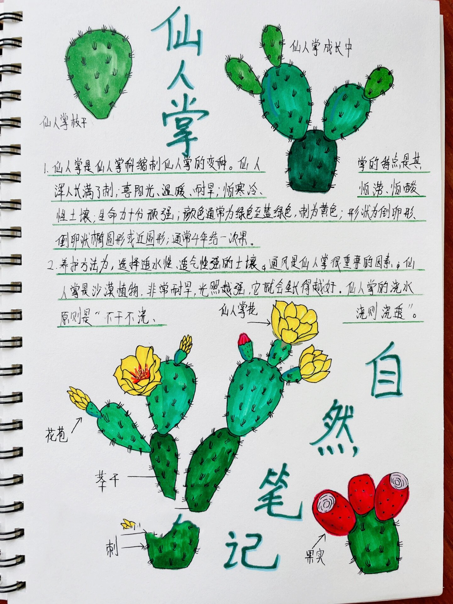 原创自然笔记-仙人掌
