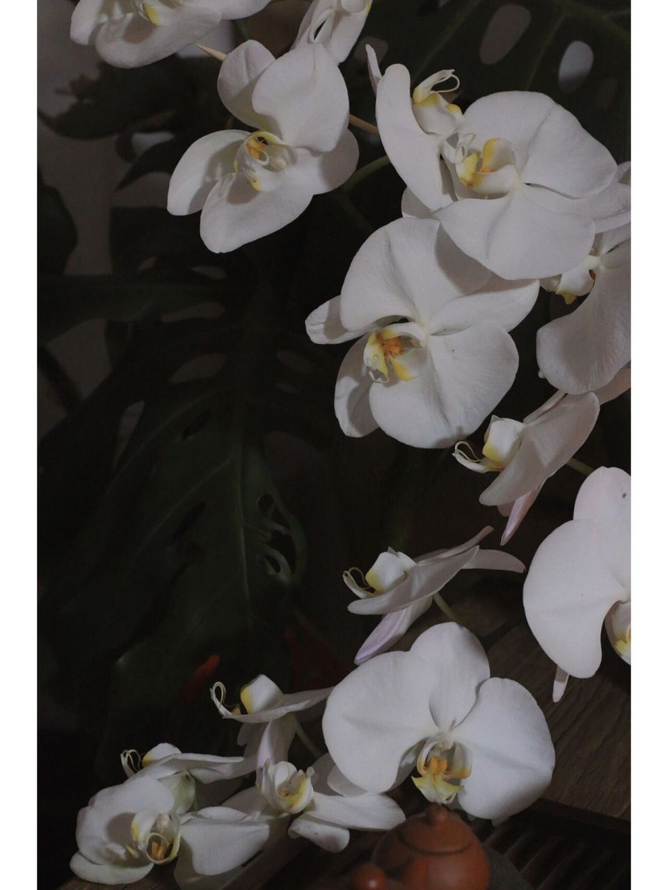 清扬婉兮(蝴蝶兰就像一个美人 #艺术# #蝴蝶兰