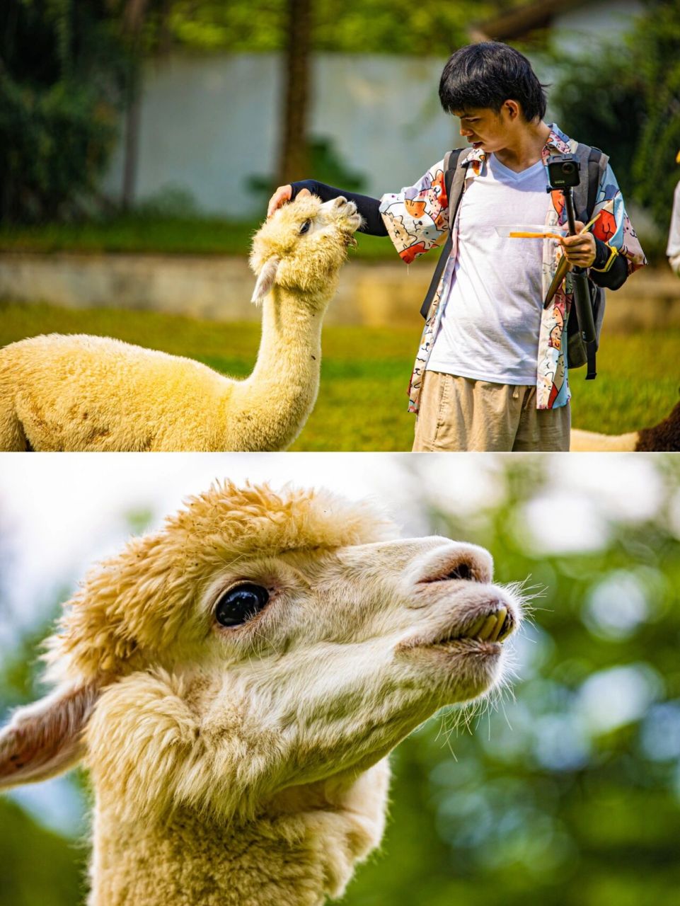 佛山|南丹山森林王国全攻略96附门票表99 广东周边游这次真的来值