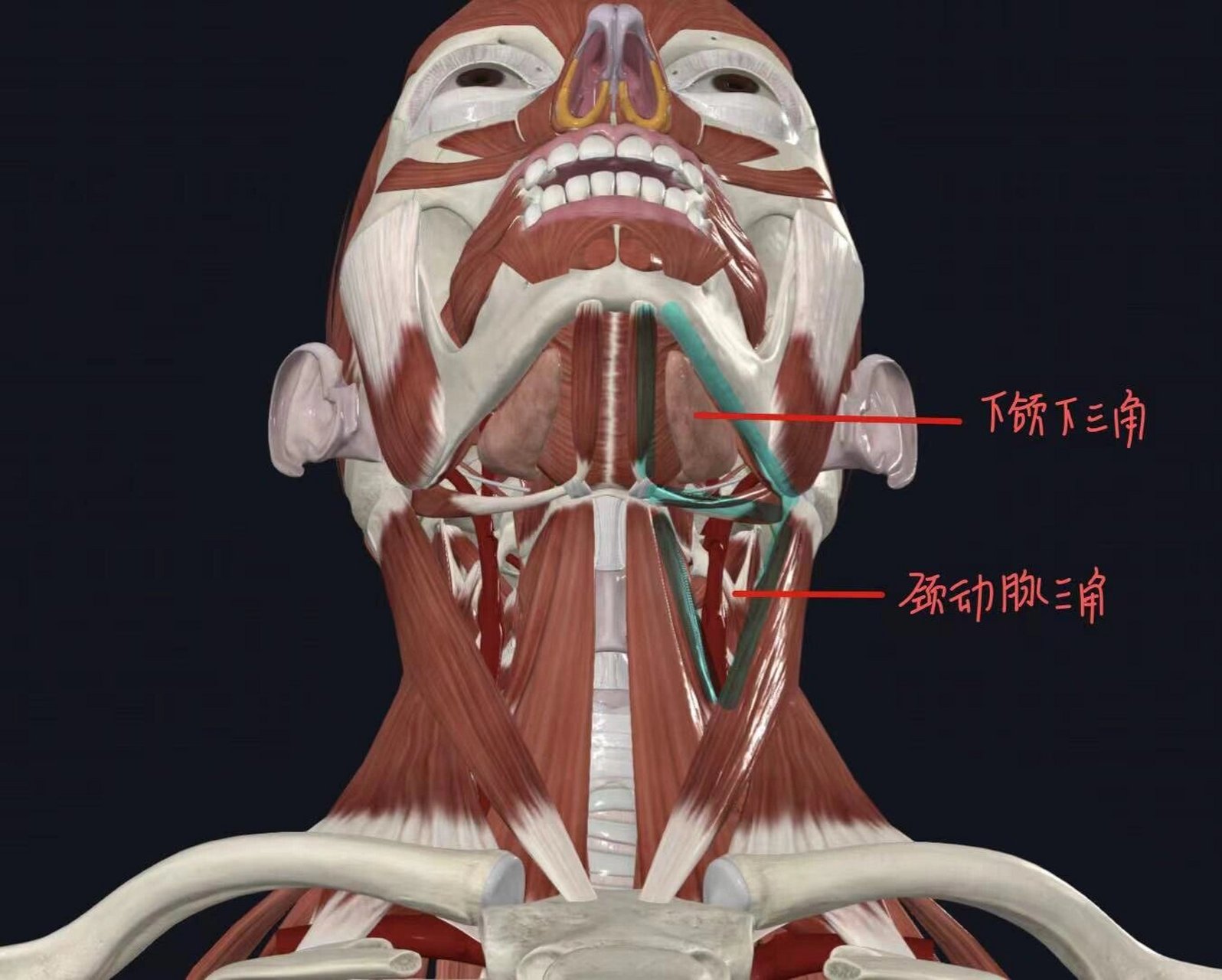 下颌三角淋巴结图片