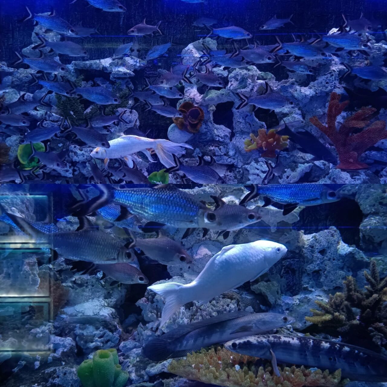 东莞游玩‖乐民海洋世界 周末游玩一定要去水濂山欢乐世界吖~ 里面