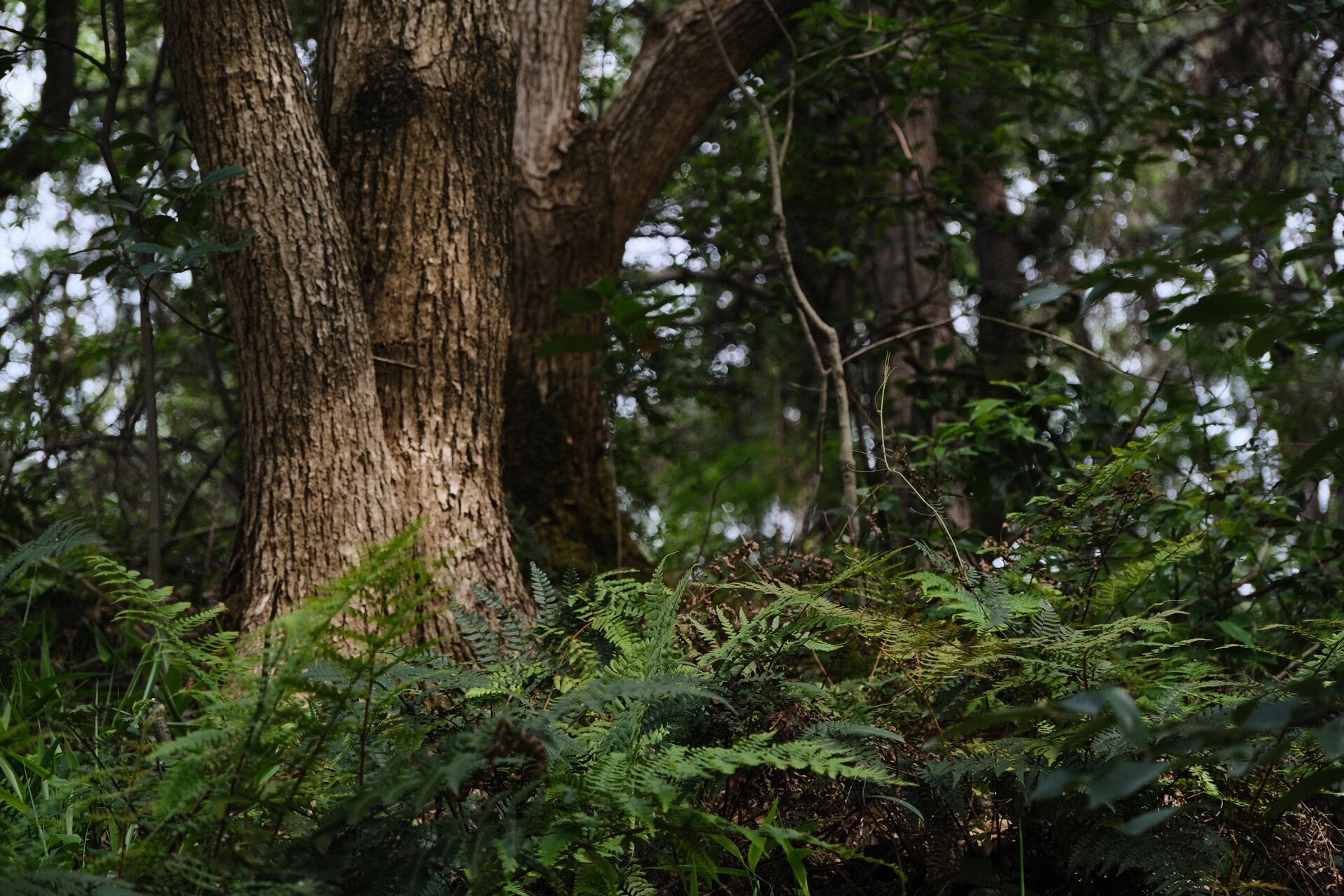 周六探路寨子岭森林公园 今天下午跟熟悉的山友们继续探路寨子岭森林