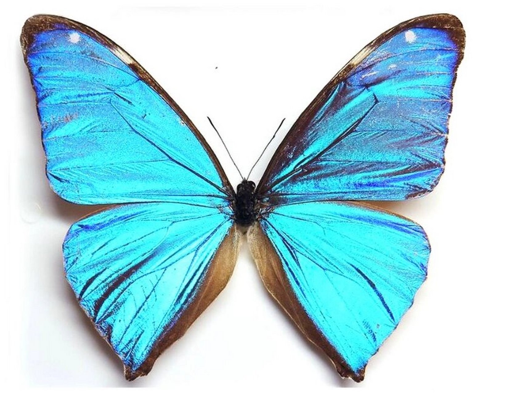 小蓝闪蝶个体小,属于小型闪蝶,它的个体比阿东尼斯闪蝶,夜明珠闪蝶