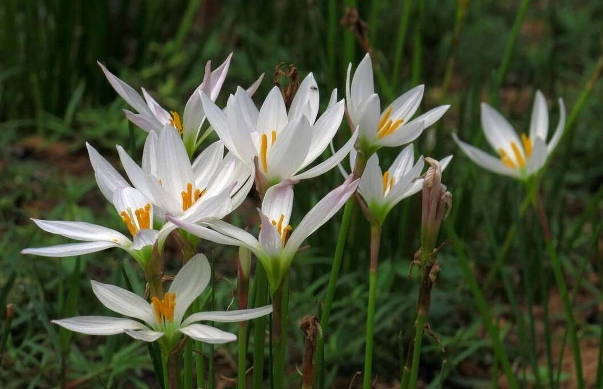 养花日常之葱兰 hello~今天呢,讲一种草坪类花花,不开花时跟草一模一