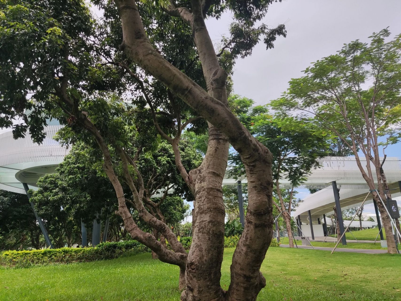 深圳光明区明湖公园坦白局#游玩攻略    1,要看到大草坪,树林,河水