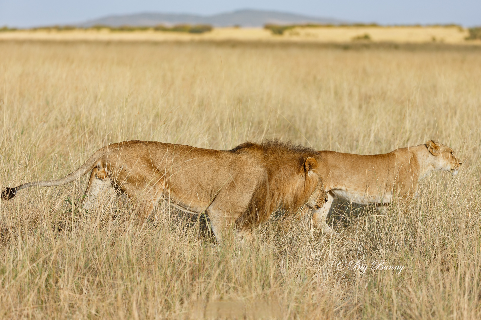 非洲草原一哥 ——在make baby!