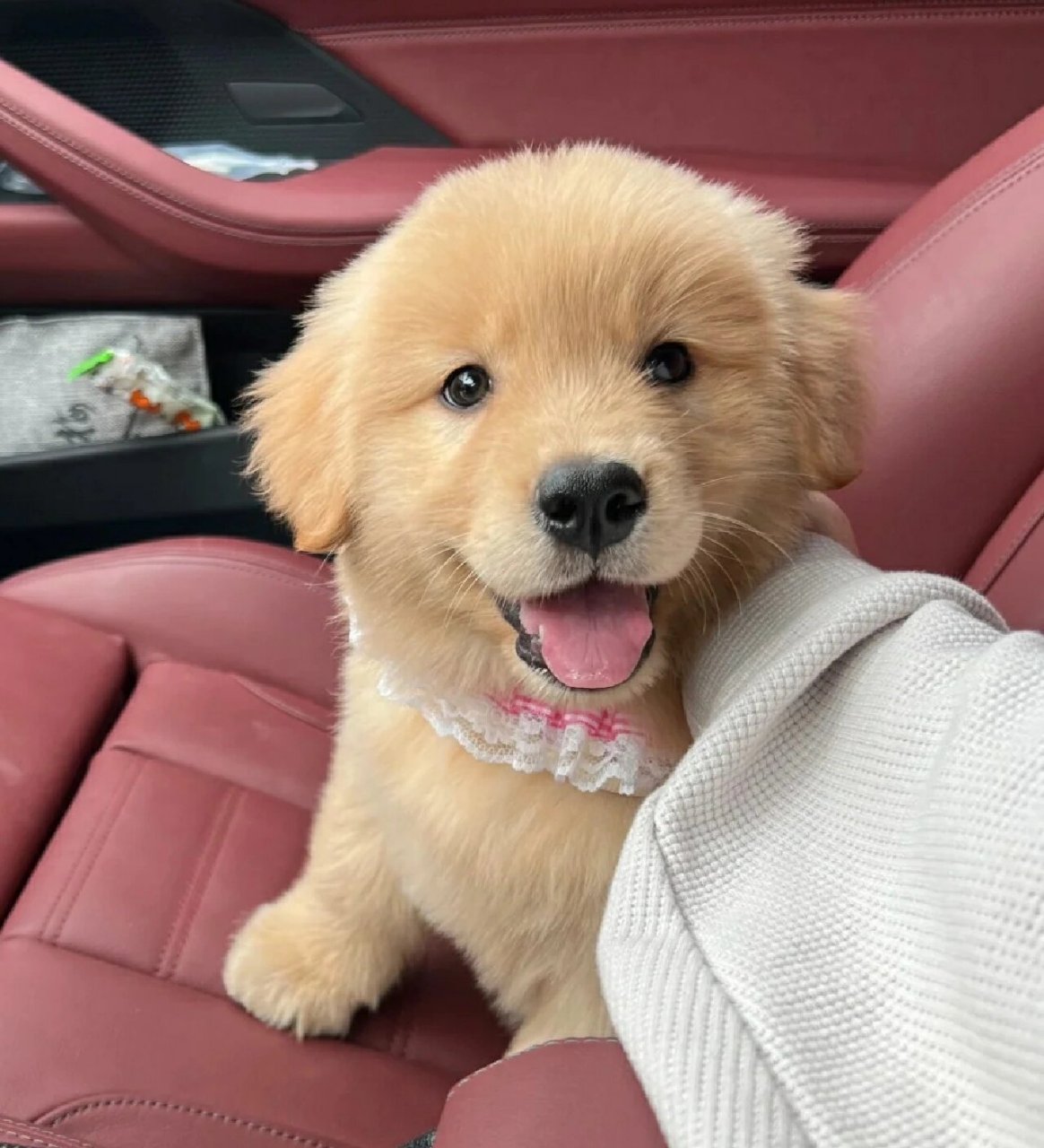 金毛幼犬900一只 自家繁育金毛三个月 弟弟妹妹都有 疫苗两针 驱虫