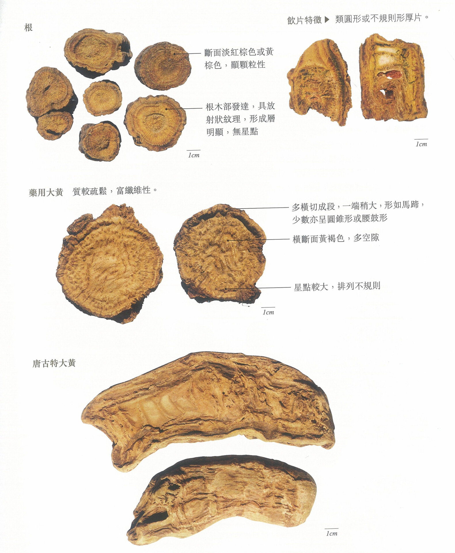 91每天学习一味中药