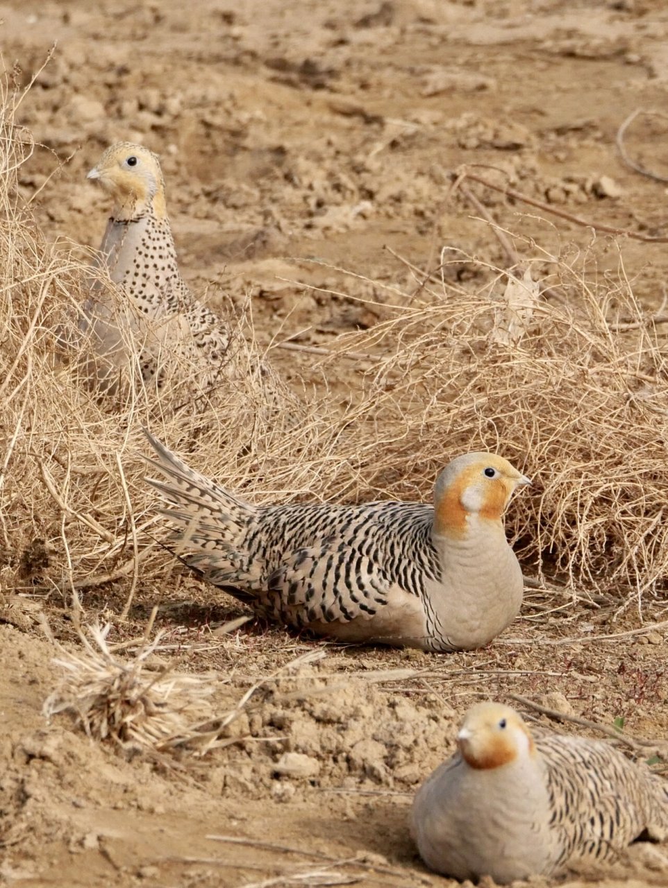 毛腿沙鸡 北京最近的明星鸟.