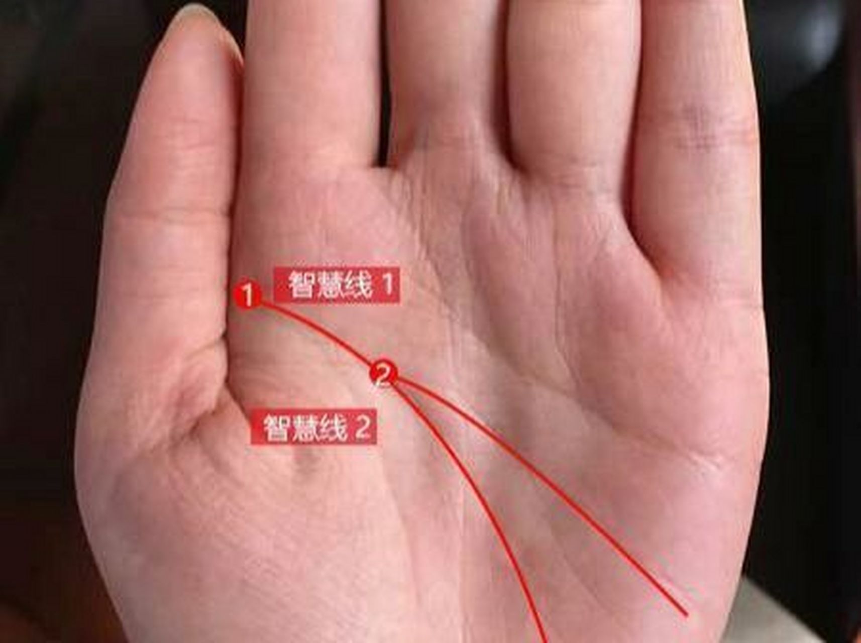 双重智慧线,这样的手纹预示着你非常的聪明,智商比一般人要高,头脑