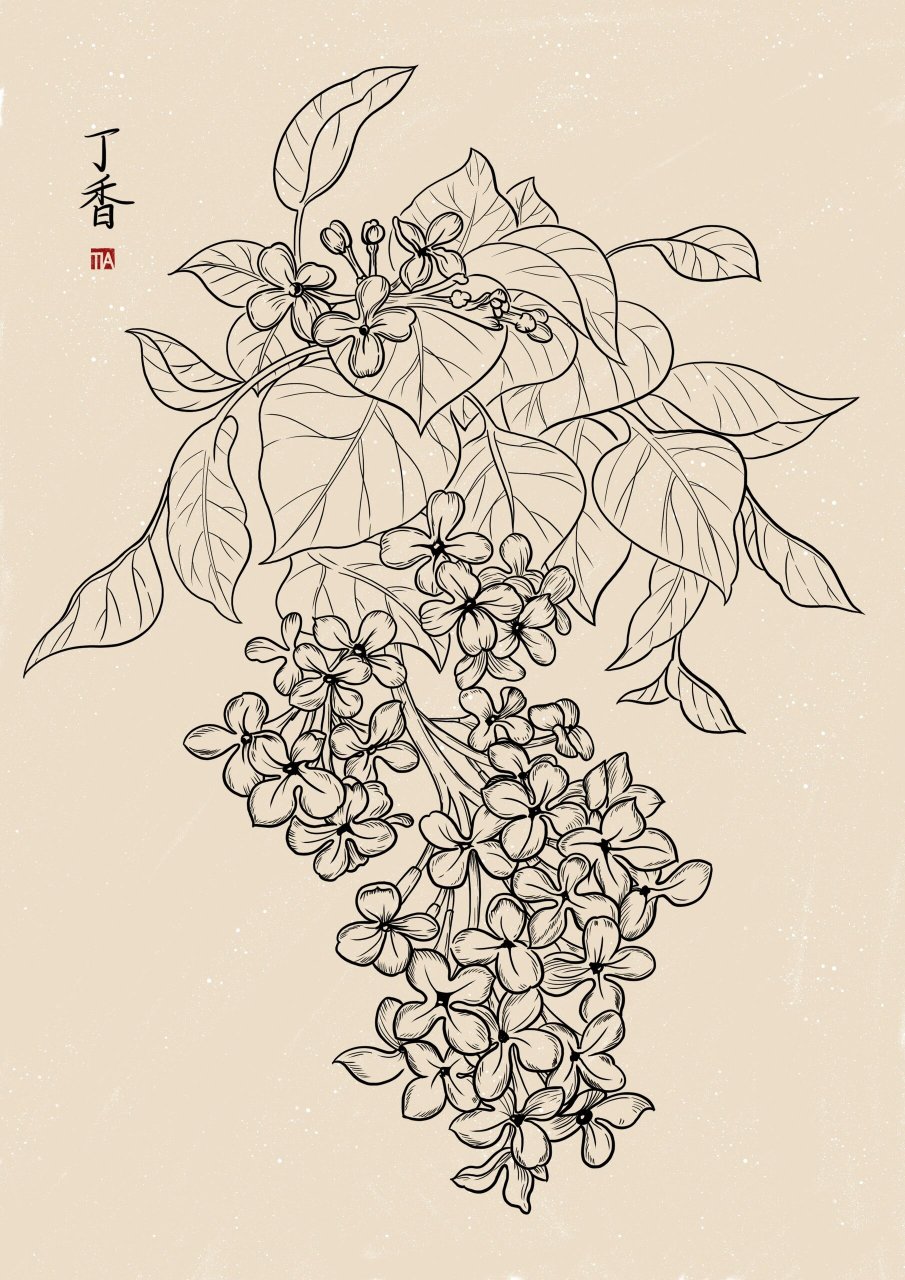 丁香花的简笔画 步骤图片