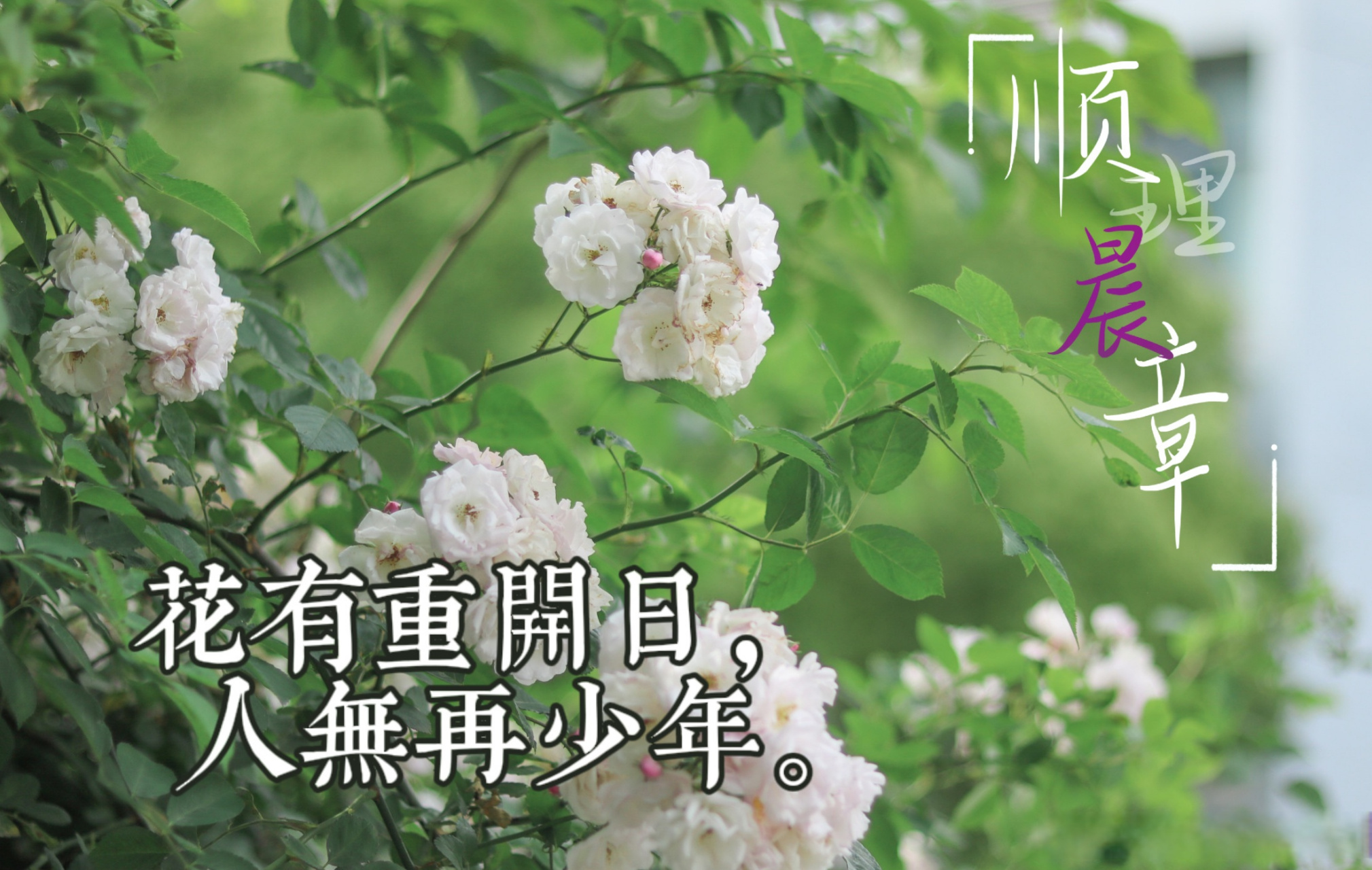 南京理工大学##顺理晨章#  花有重开日,人无再少年.
