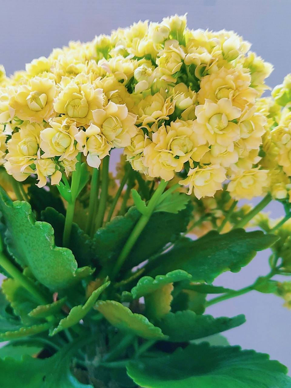 重瓣长寿花 柠檬冰淇淋 缤纷育种品种 长寿花已经算是开花机器了,柠檬
