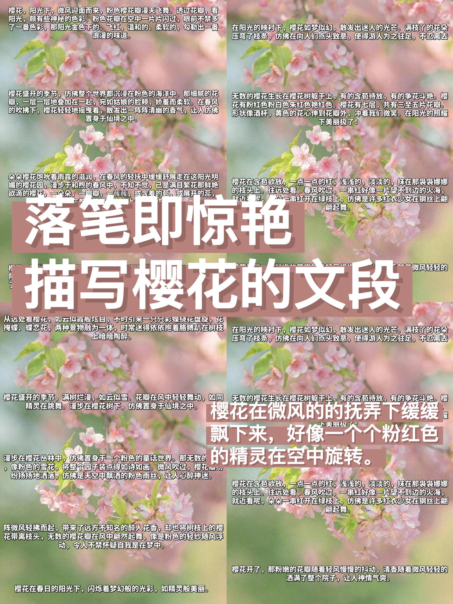 描写樱花的文段