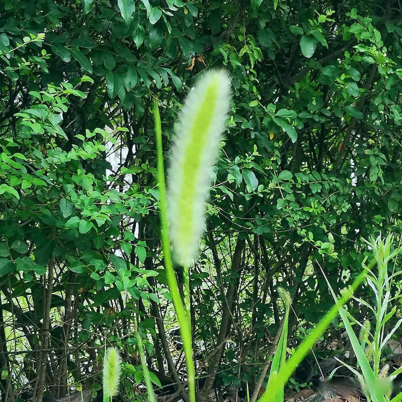 小时候常玩的狗尾巴花儿时记忆中的花
