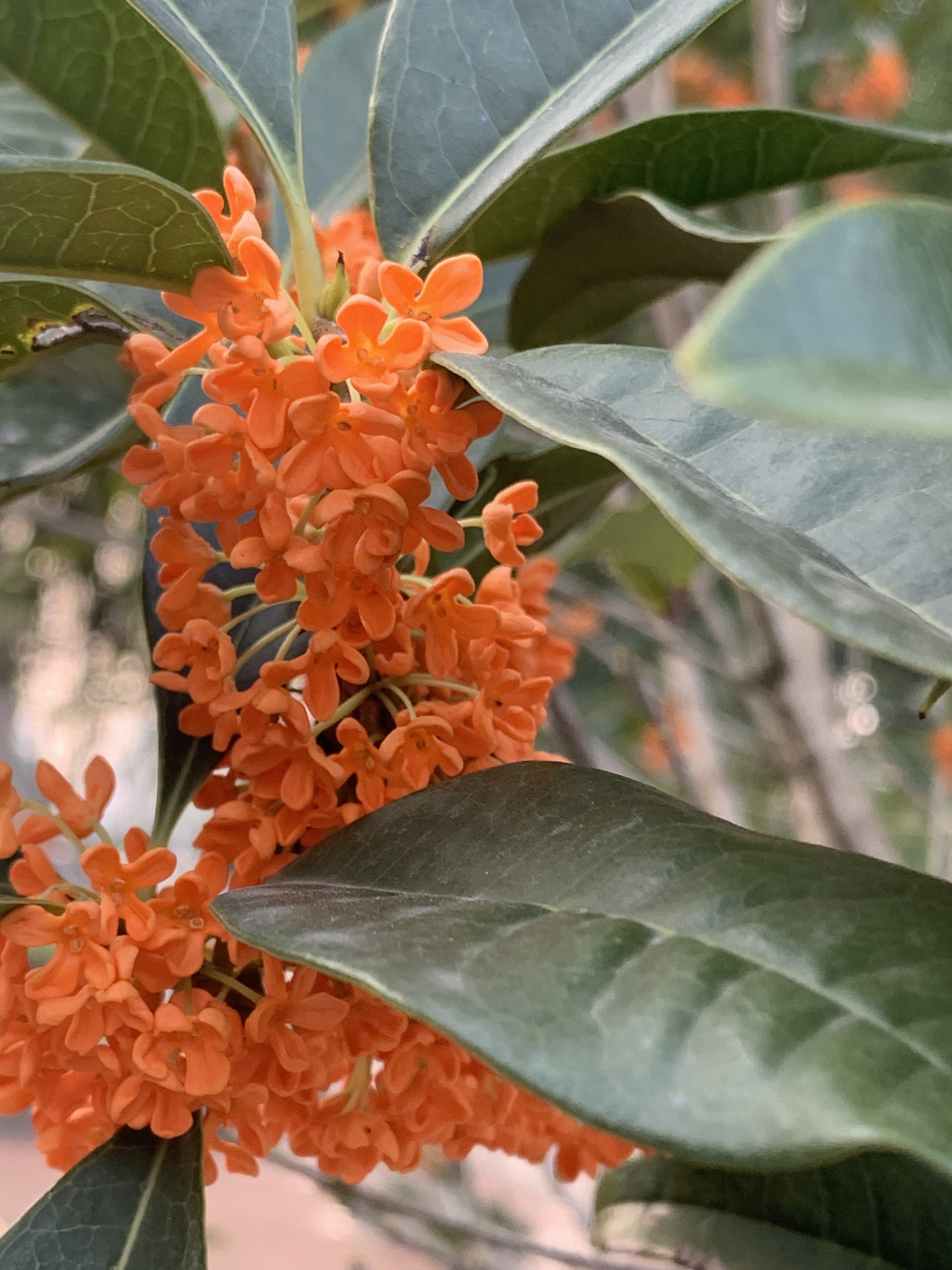 桂花盛开