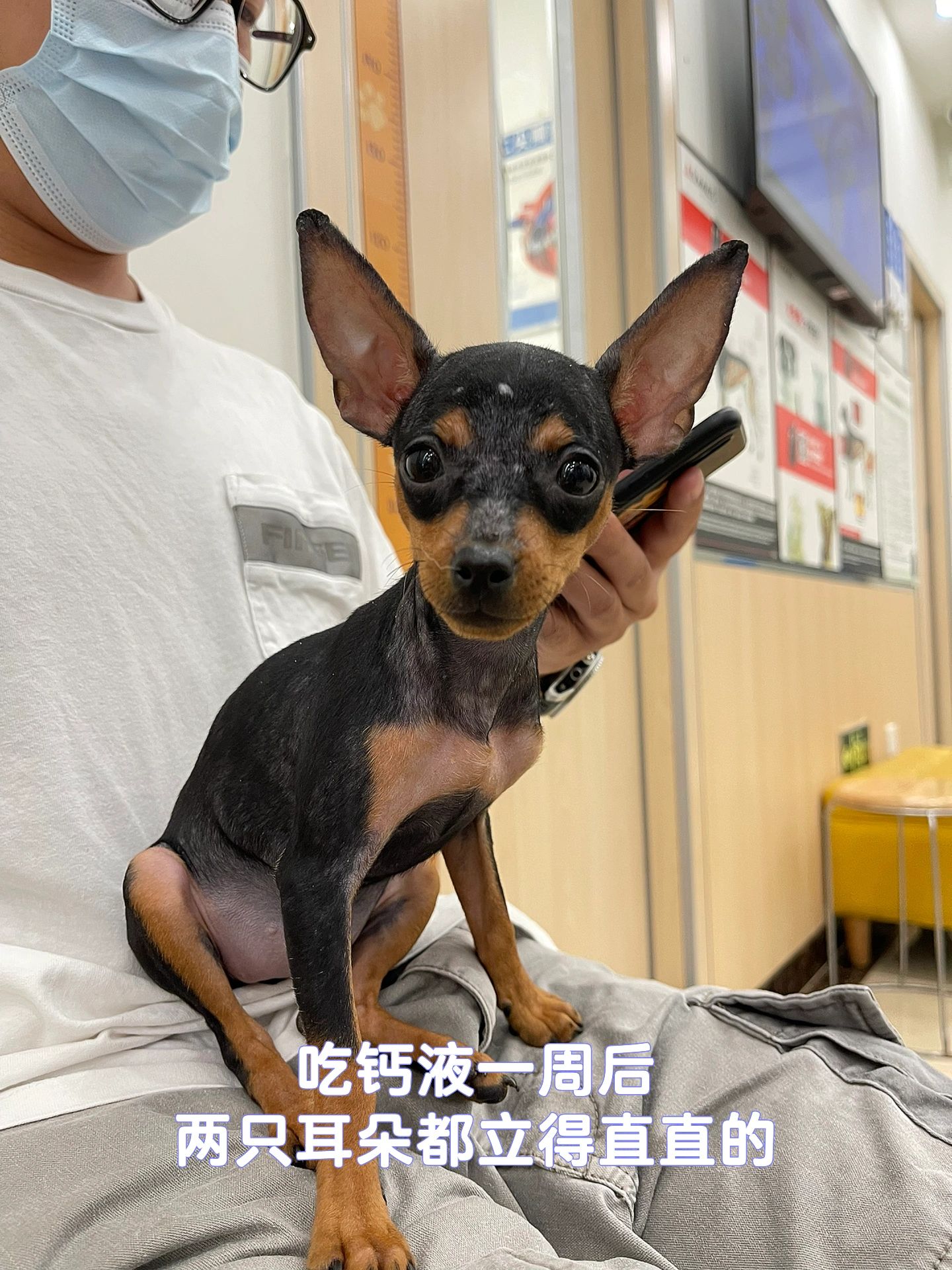 小鹿犬七天立耳成功