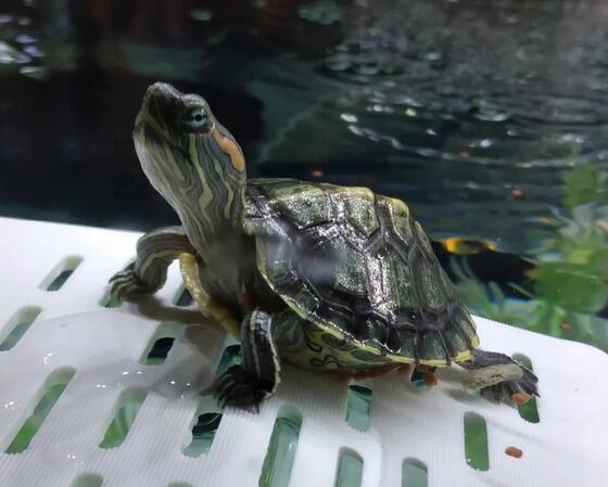 宠物推荐巴西龟巴西红耳龟trachemysscriptaelegans英文名redeared