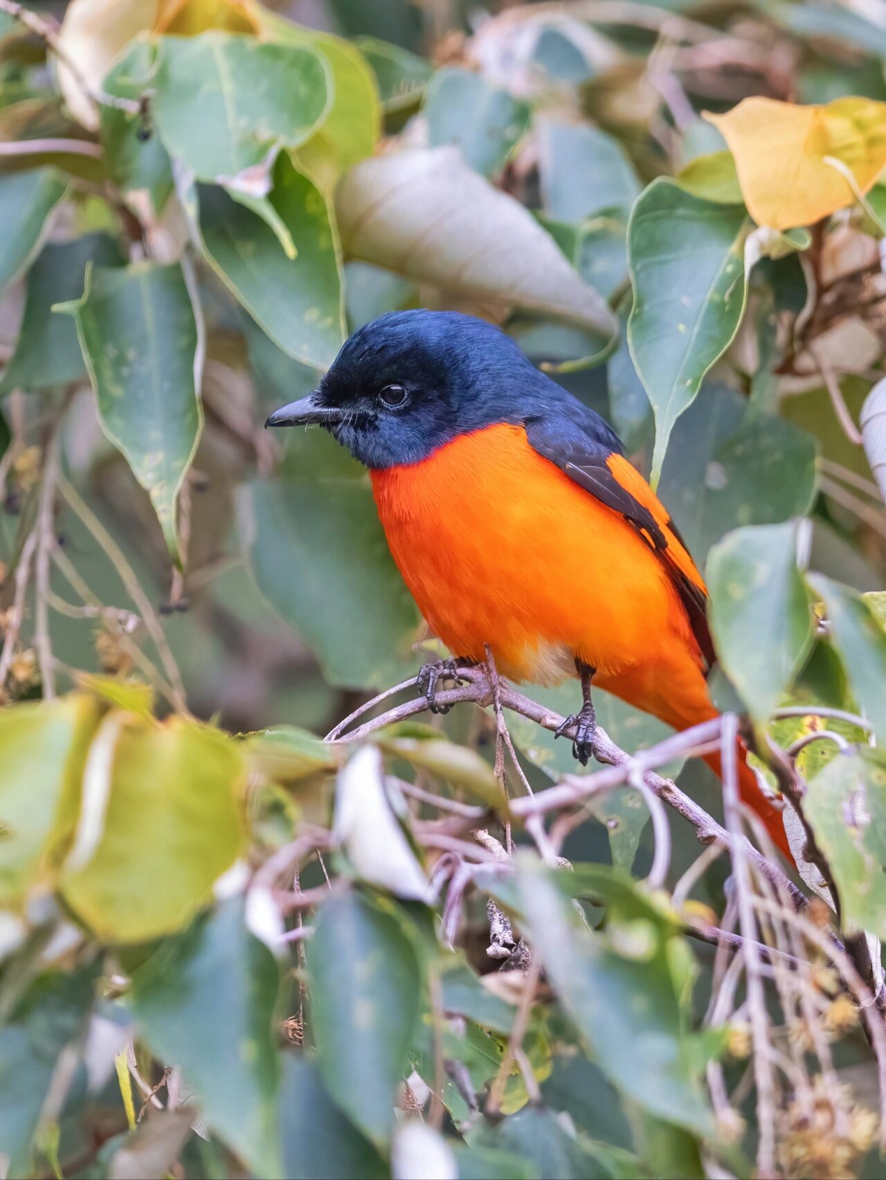 红彤彤的矮胖小辣椒 | 赤红山椒鸟