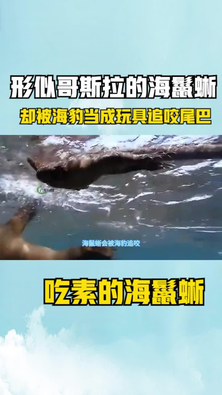 海鬣蜥和游蛇图片