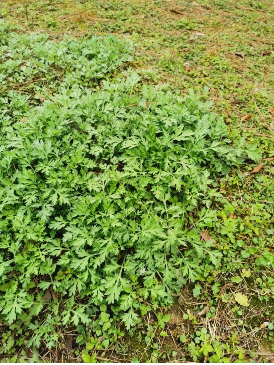 傻傻分不清楚 艾草和蒿草的区别:叶子不同,形状不同,气味不同.