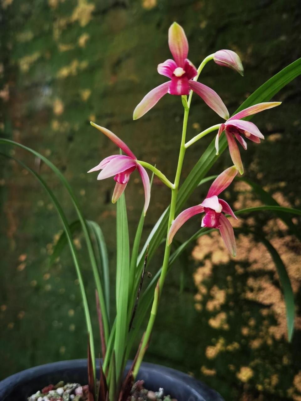 67 建兰仙山红原生于四川峨眉山地区,因峨眉山有被称为"仙山",故得