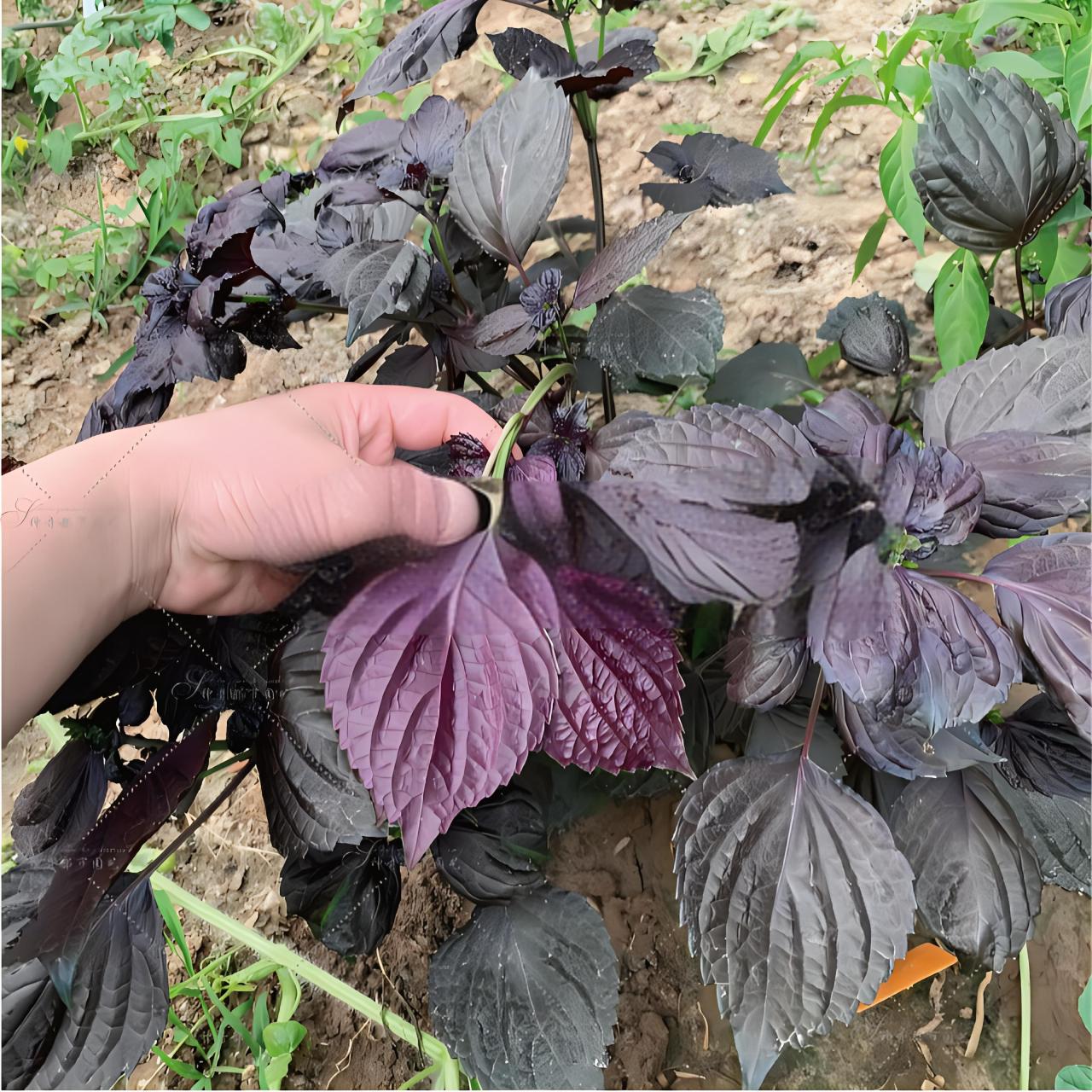 苏子图片 苏子是一种植物,也被称为紫苏,它有着紫色的叶子和芳香的