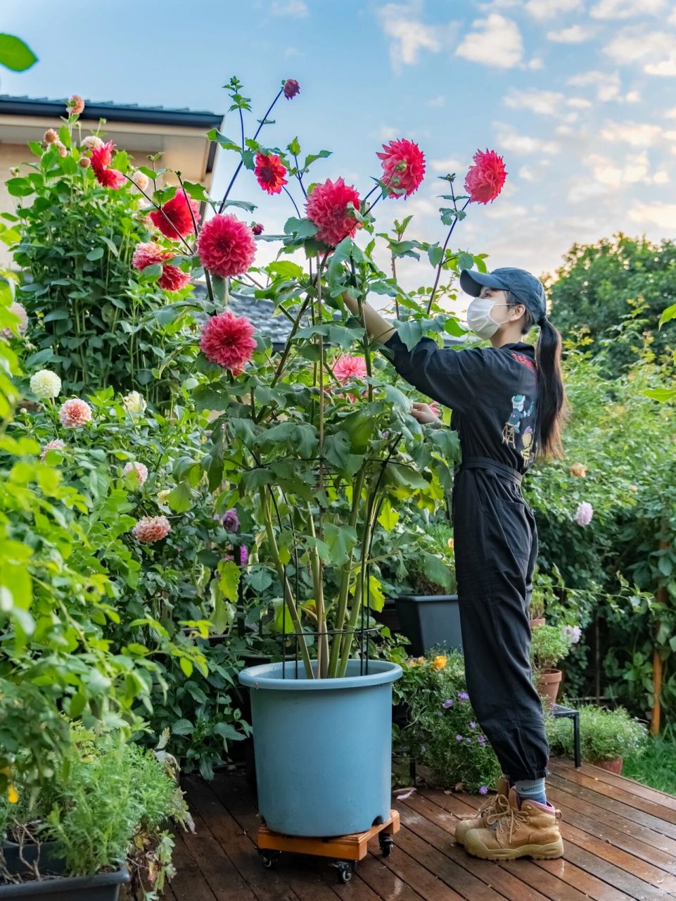 分享盆栽大丽花的养护心得|盆栽阳台党必看 需注意这几个细节!