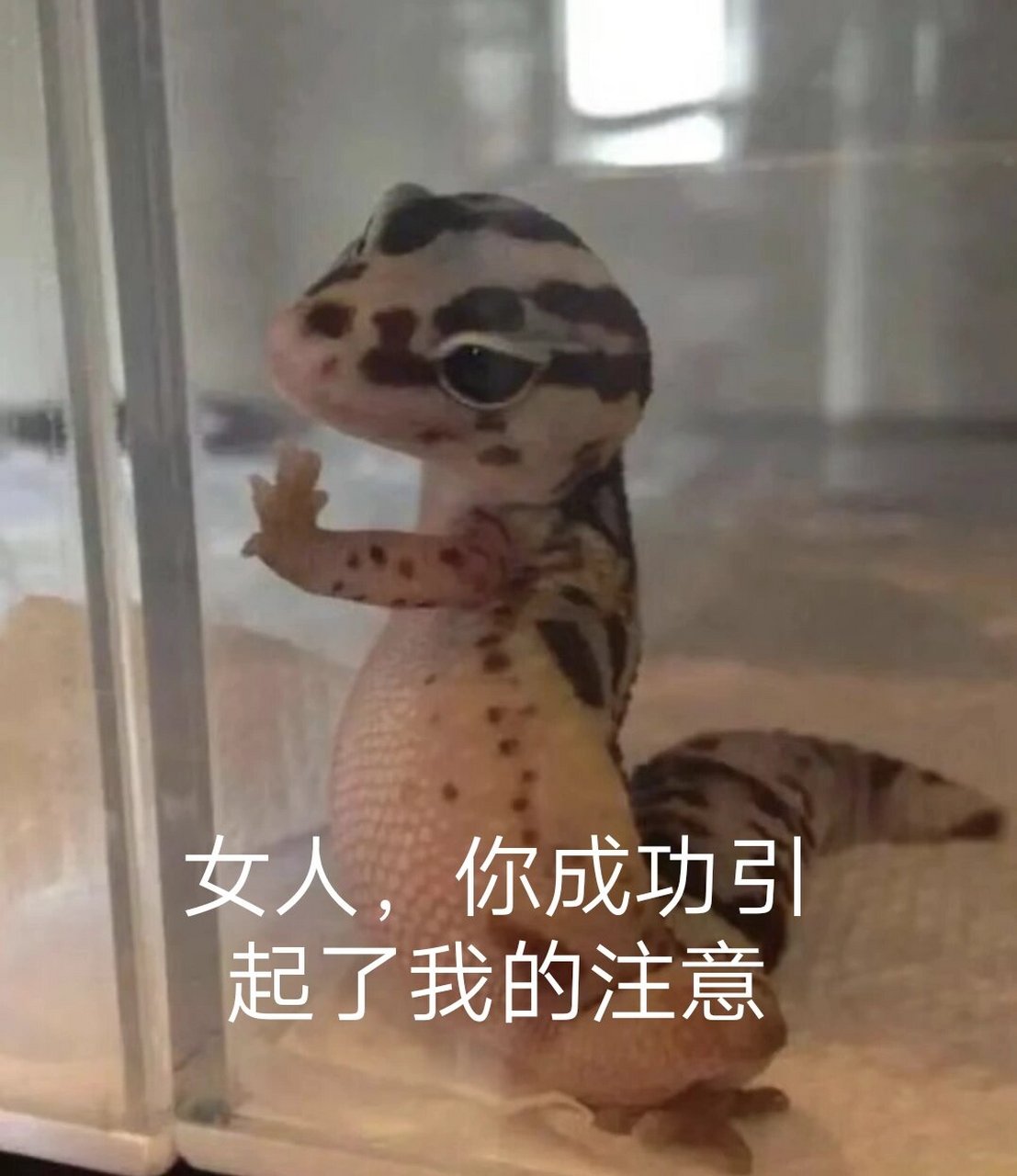 龙傲天表情包来一波