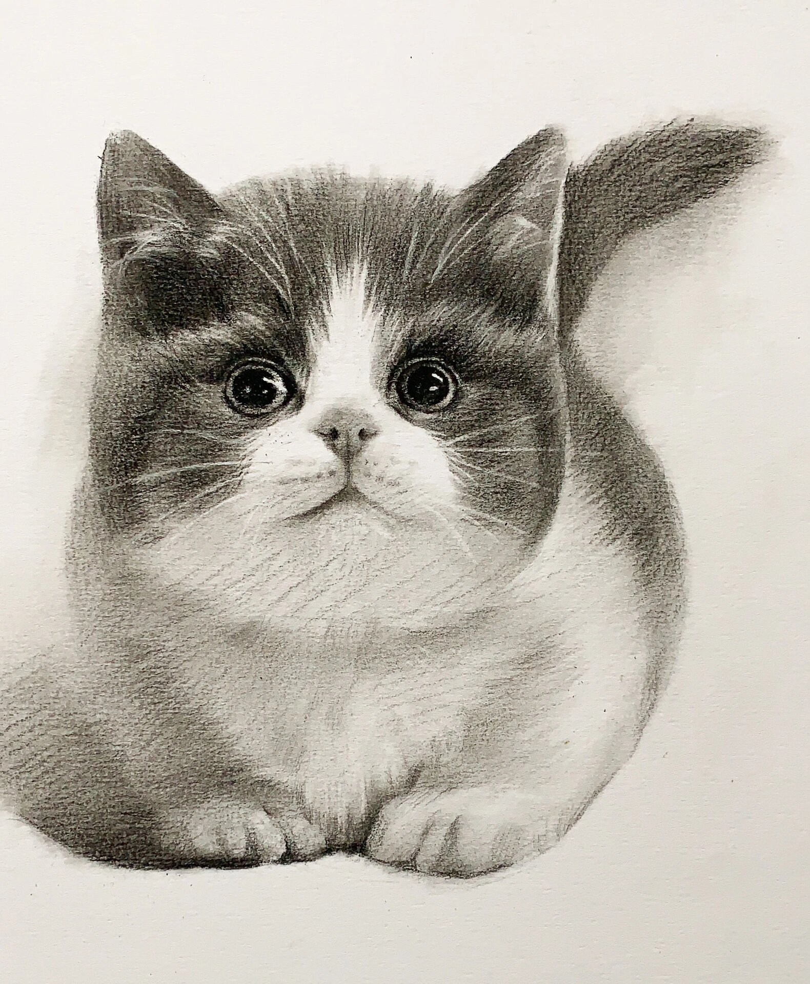 超可爱又细致的素描猫咪绘画步骤详解95