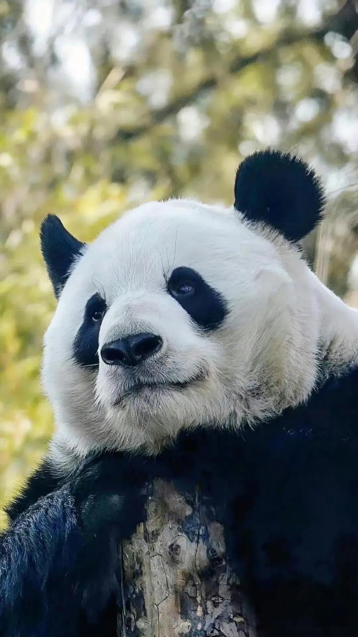 最近,大熊猫萌兰上班,即兴给大家来了一段钢管舞.