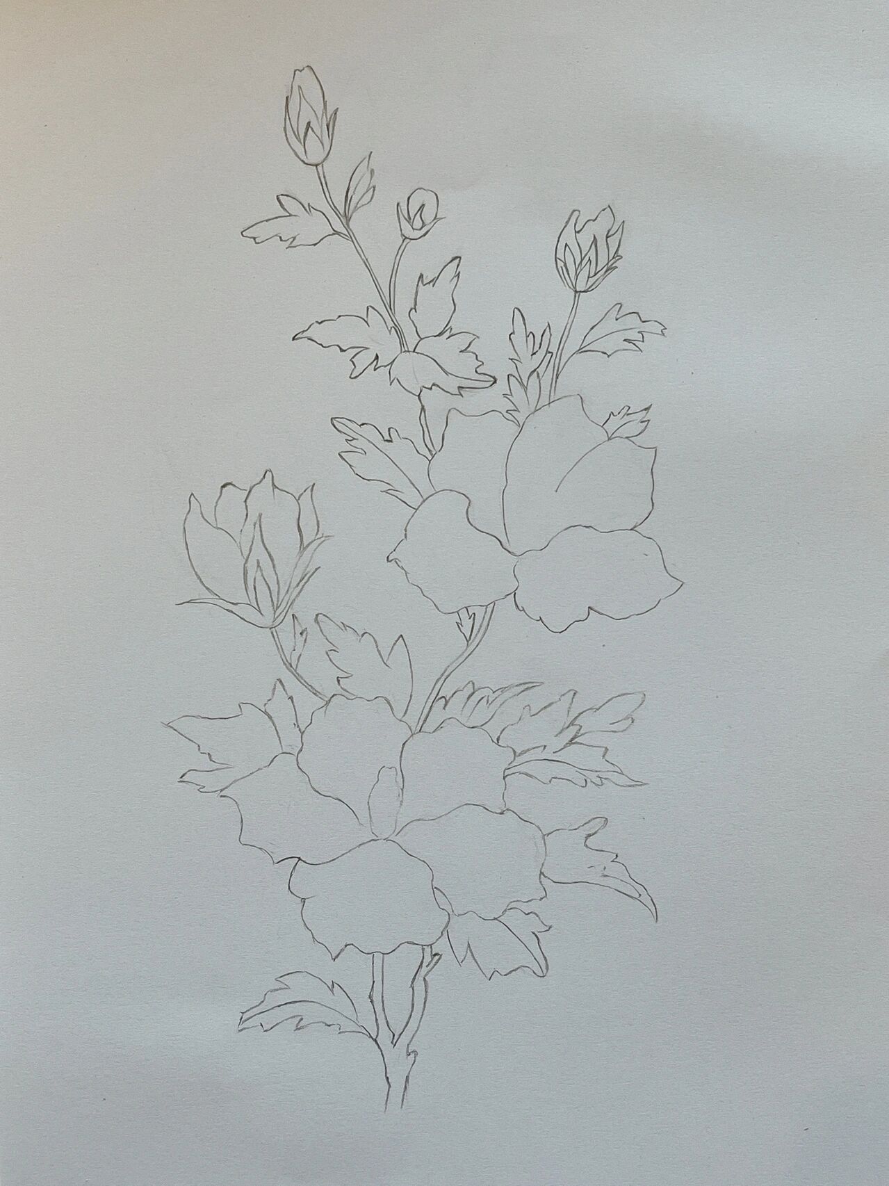 彩铅画#木槿花#附详细步骤图 色号