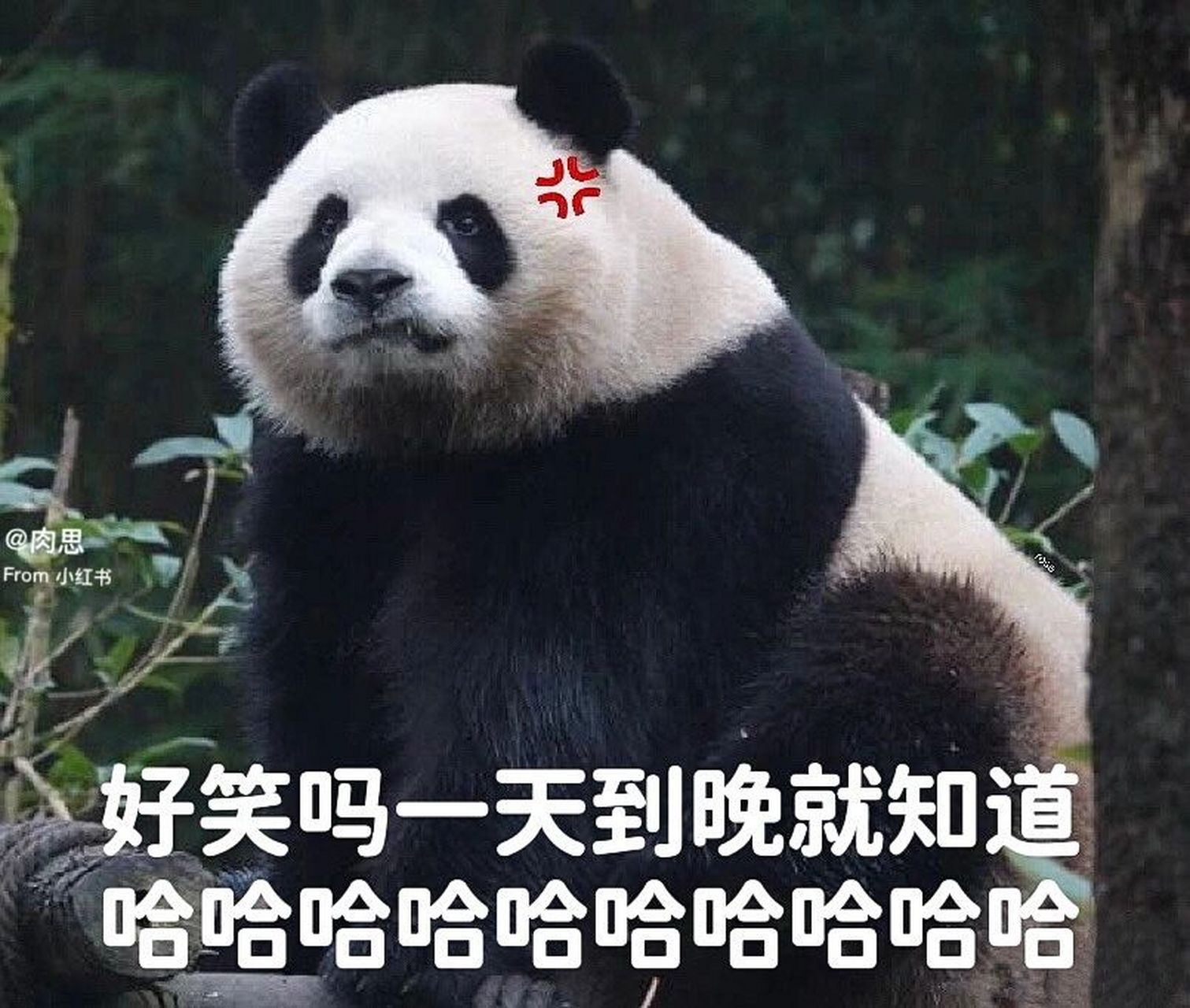 大熊猫梅兰|梅兰肉肉表情包18.0 被肉肉的表情逗笑了