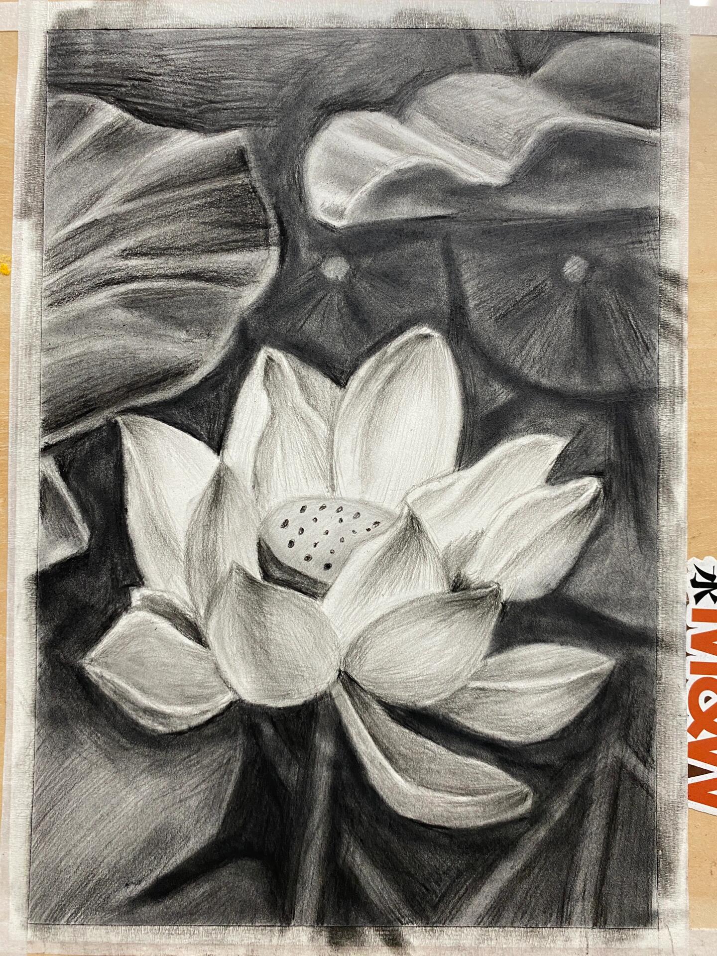 素描— 荷花(步骤图)