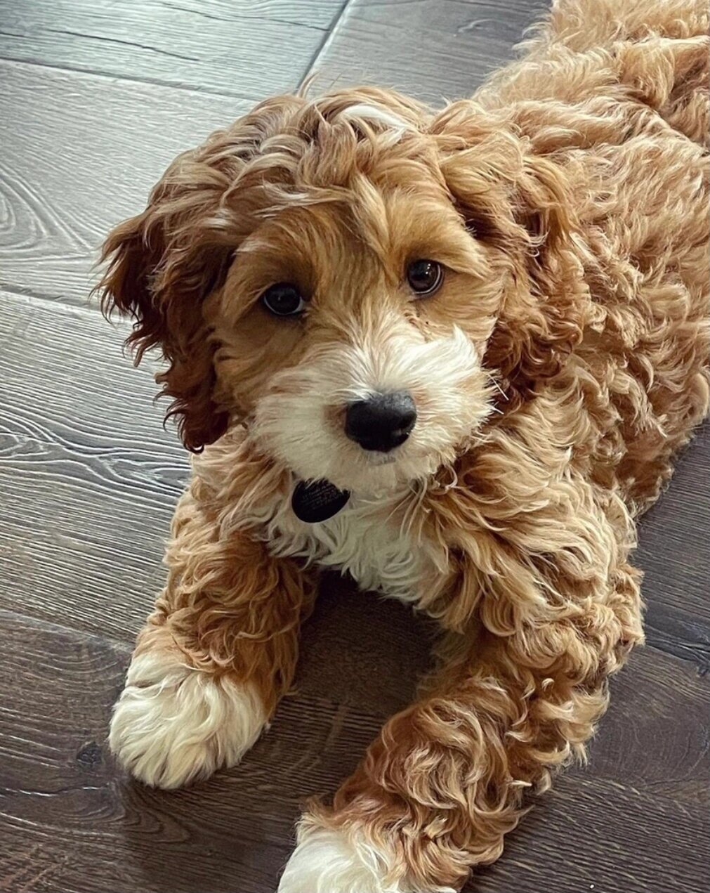 cockapoo|优点须知05050599787878 16615可卡布犬