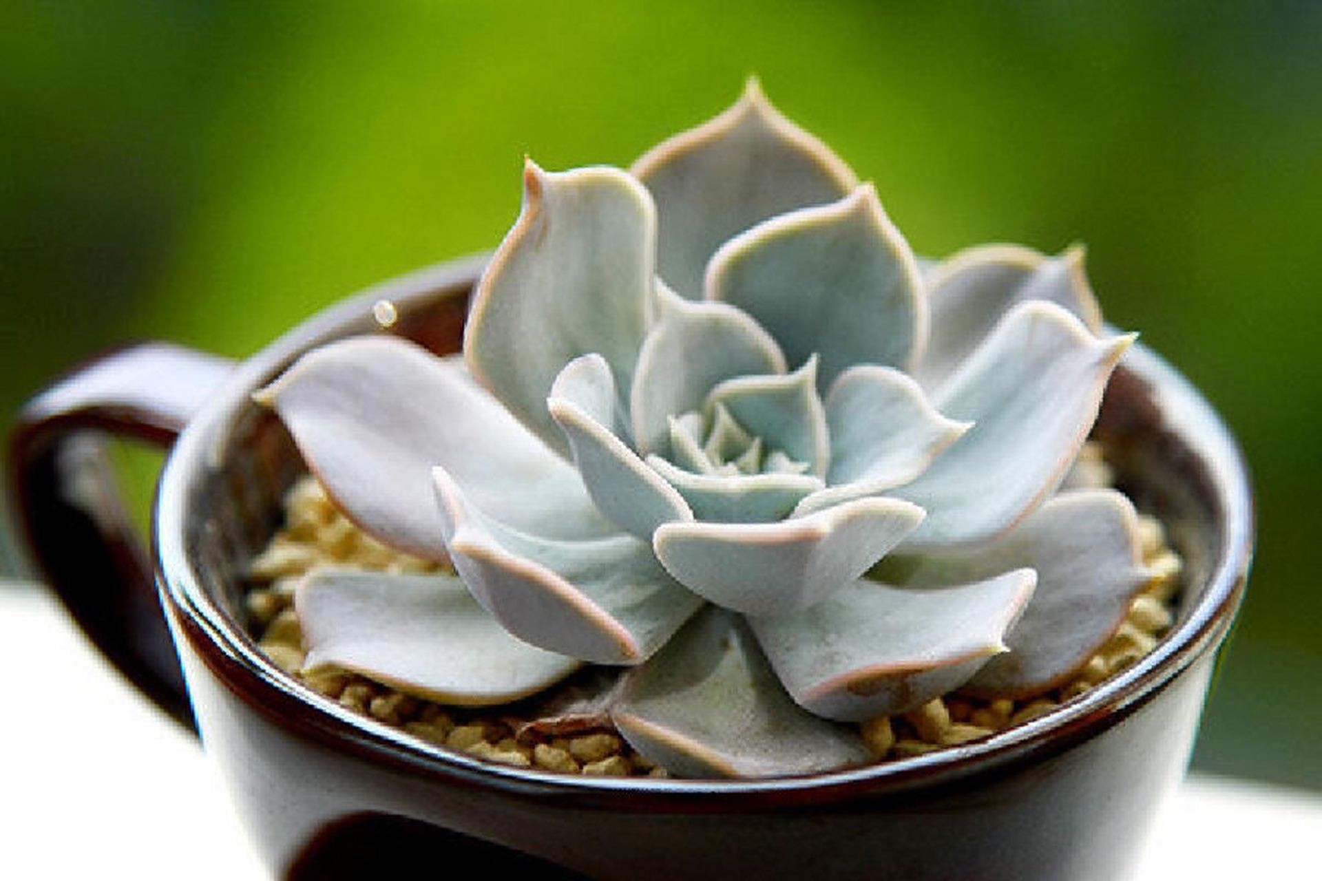 多肉植物图鉴——丽娜莲 94丽娜莲 景天科拟石莲花属的植物,丽娜莲