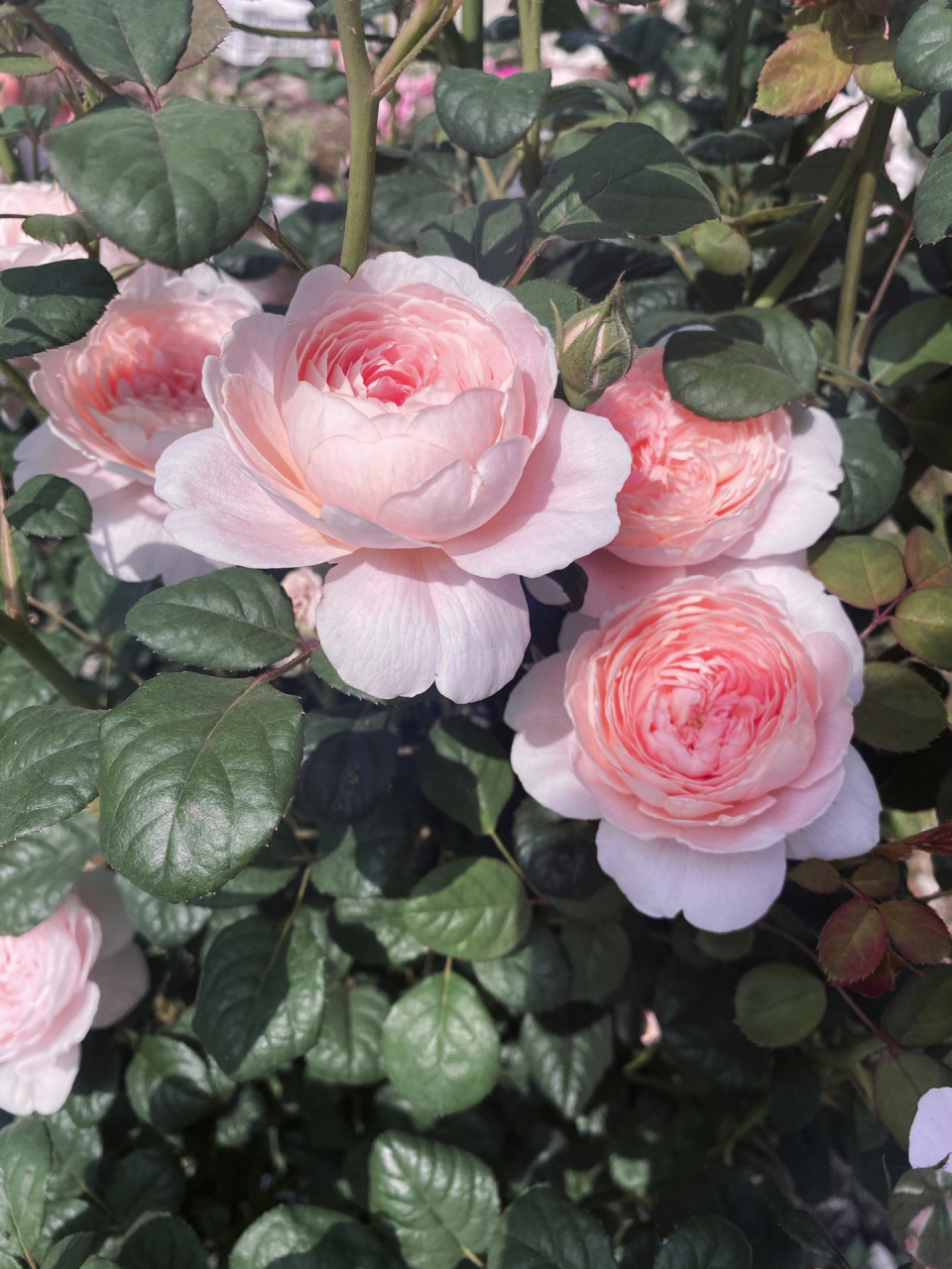 瑞典女王 月季 女王挺有意思的,刚开是肉嘟嘟的粉,暴晒后又是浅浅淡淡