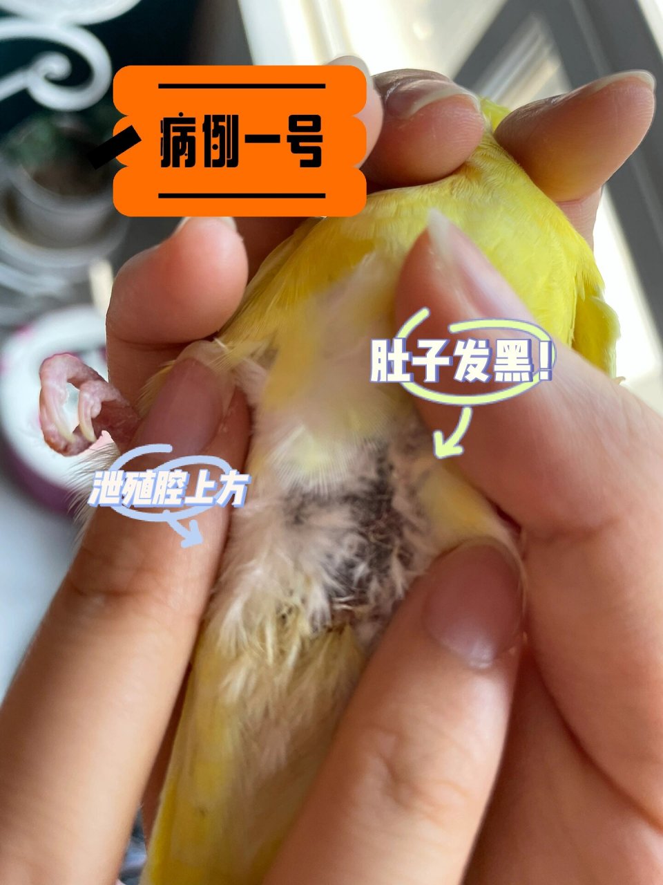 虎皮鹦鹉肚子发黑|治疗方法 虎皮鹦鹉,年龄6个月,精神状态好,进食正常