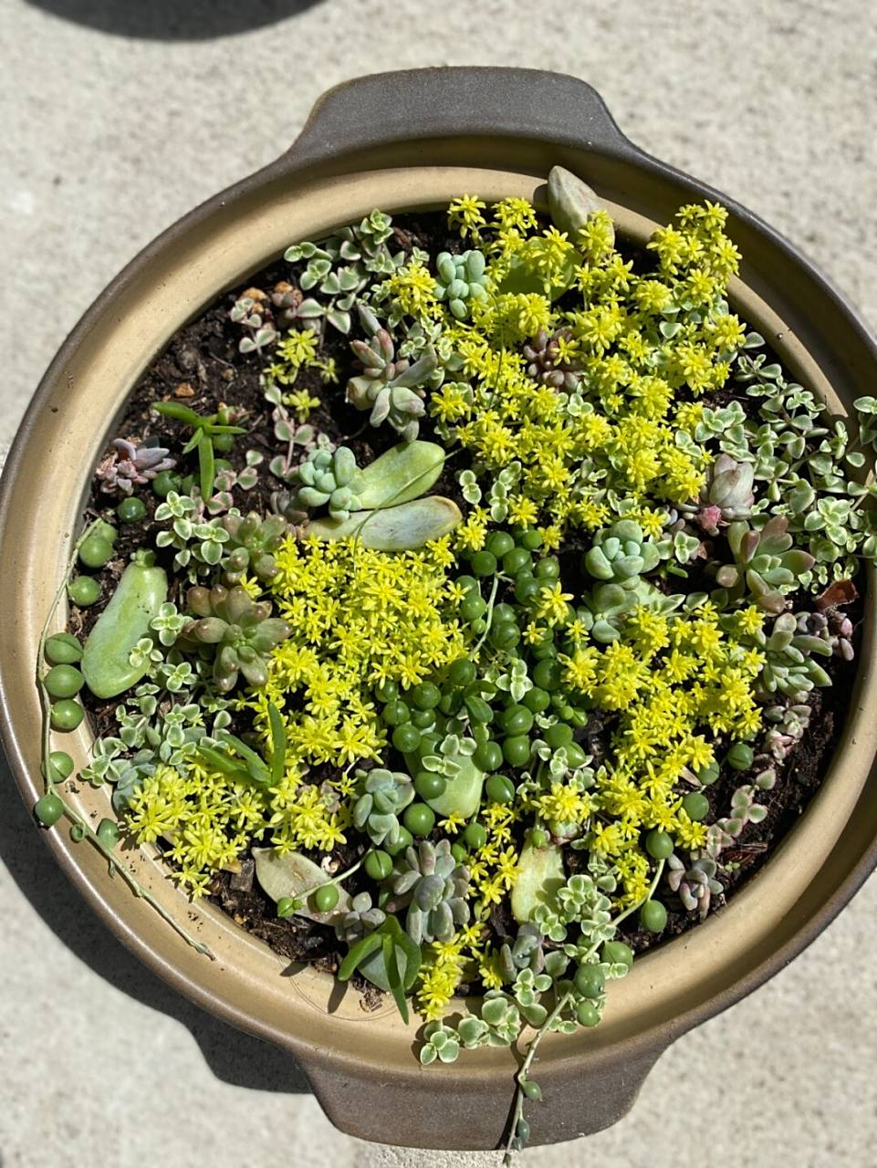 最好的护盆草(黄金万年草) 黄金万年草又叫黄金草,属于多肉植物的一种