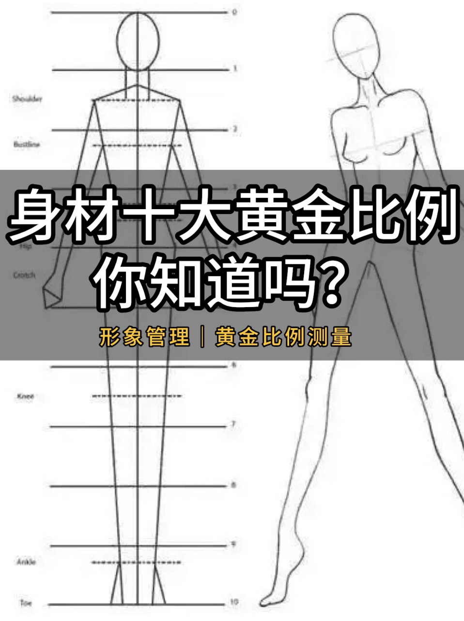 身材的十大黄金比例,你知道吗? 黄金比例在身体上到底是怎么呈现的呢?