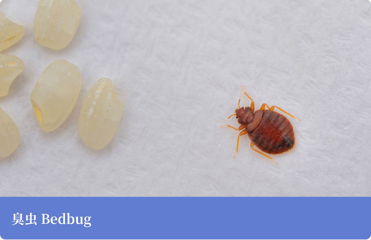 「识虫图鉴」臭虫 臭虫 	 臭虫,又称壁虱,木虱,床虱等,为不完全变态