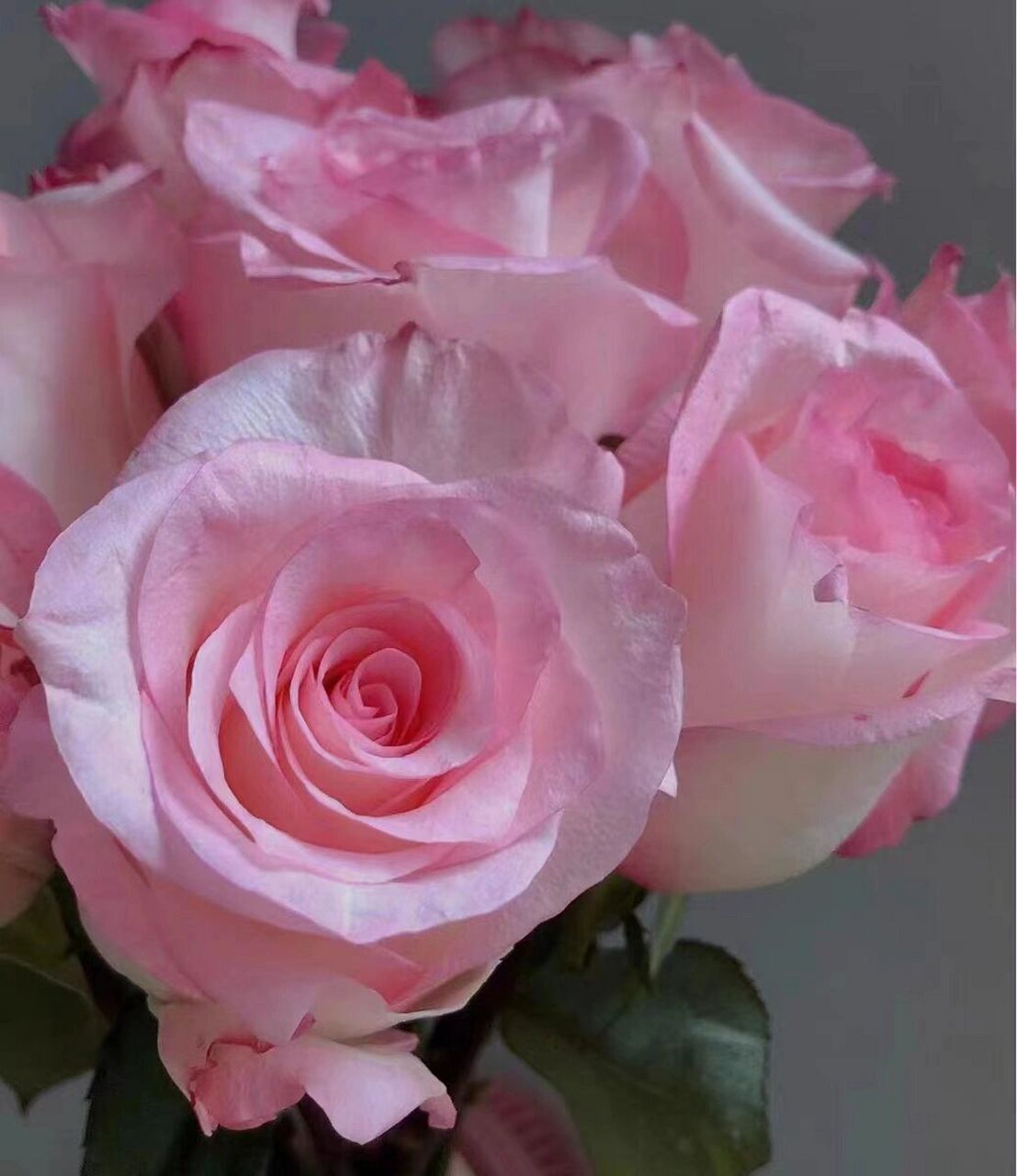 艾莎plus之林荫大道也叫武媚娘月季 都是它    肯尼亚切花林荫大道,高